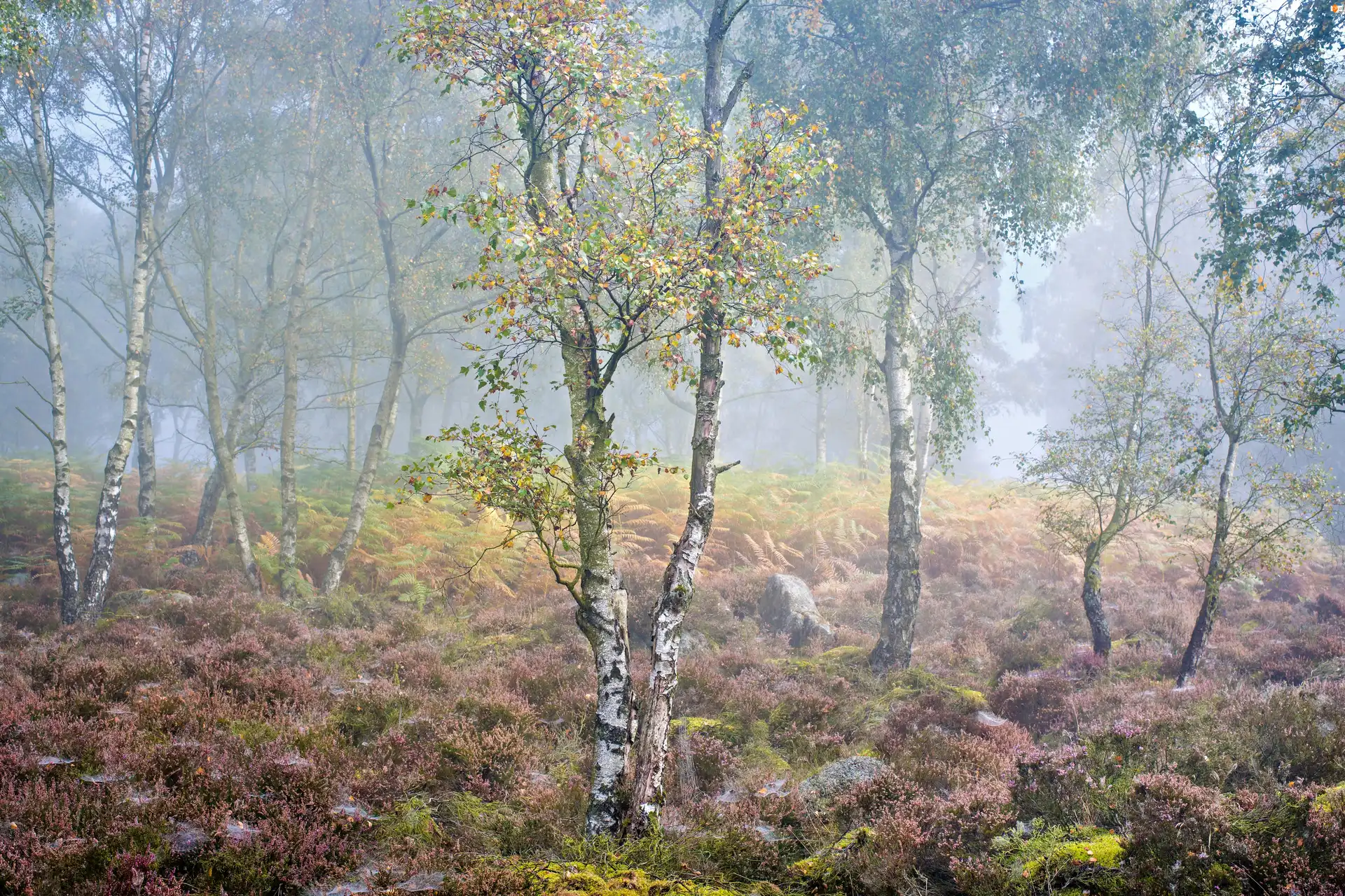 Brzozy, Wrzosy, Anglia, Jesień, Hrabstwo Derbyshire, Park Narodowy Peak District, Mgła