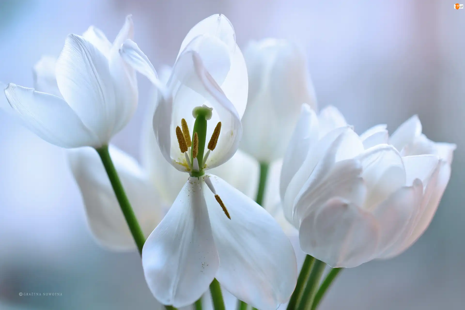 Płatki, Białe, Tulipany, Kwiaty