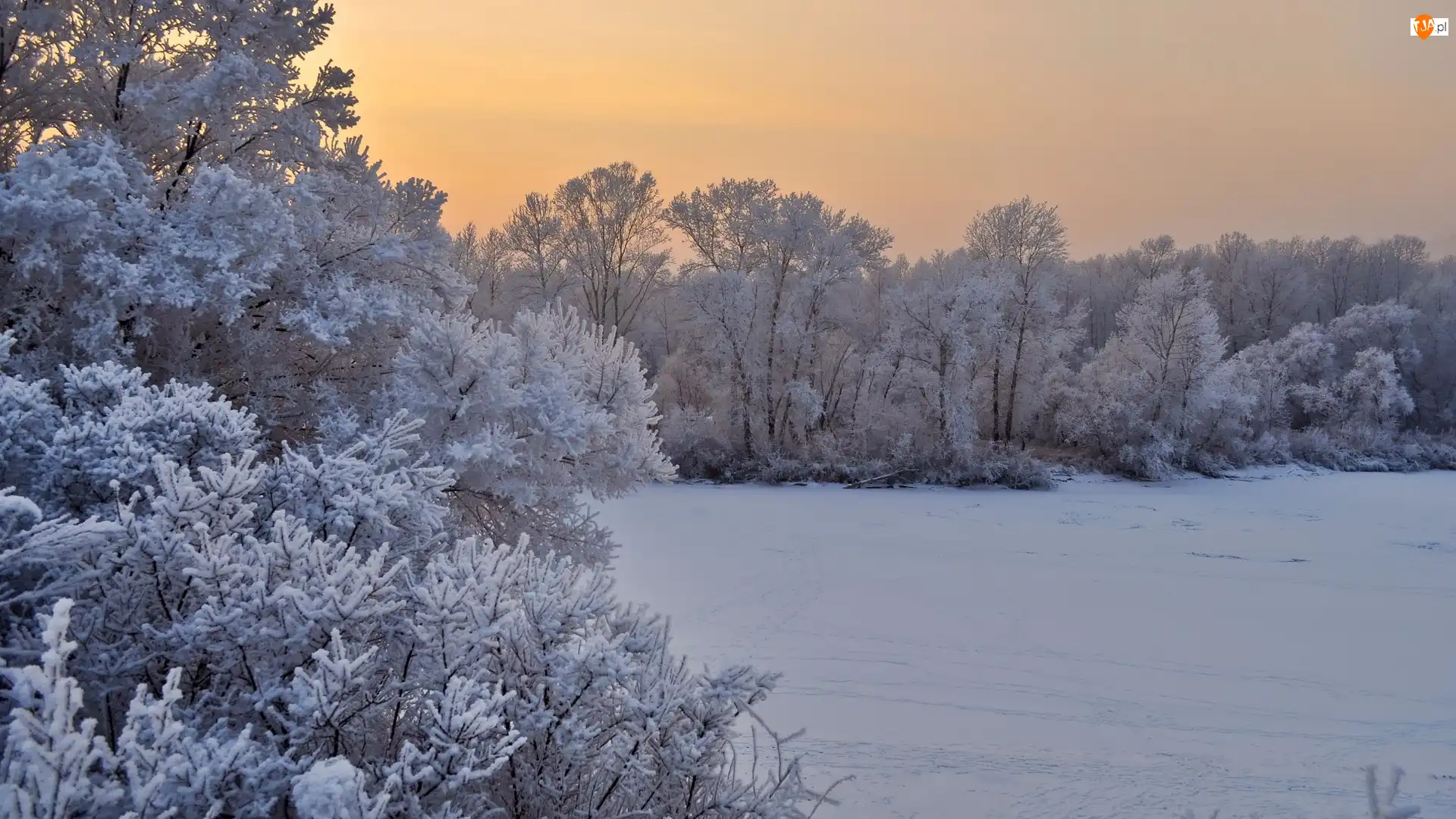 Ośnieżone, Drzewa, Śnieg, Zima, Gałęzie