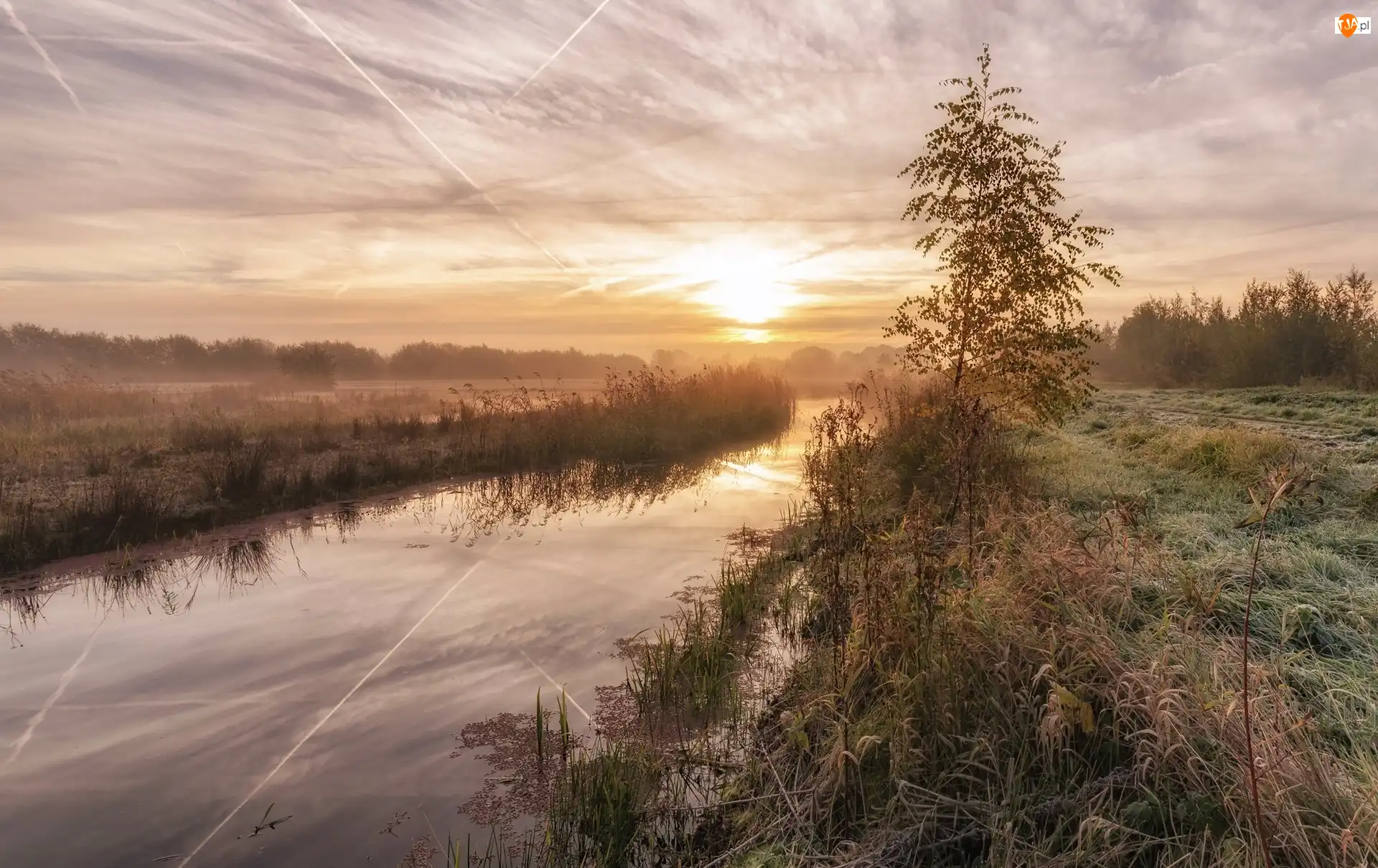 Drzewo, Mgła, Holandia, Rzeka, Prowincja Ultrecht, Park przyrody De Schammer, Wschód słońca