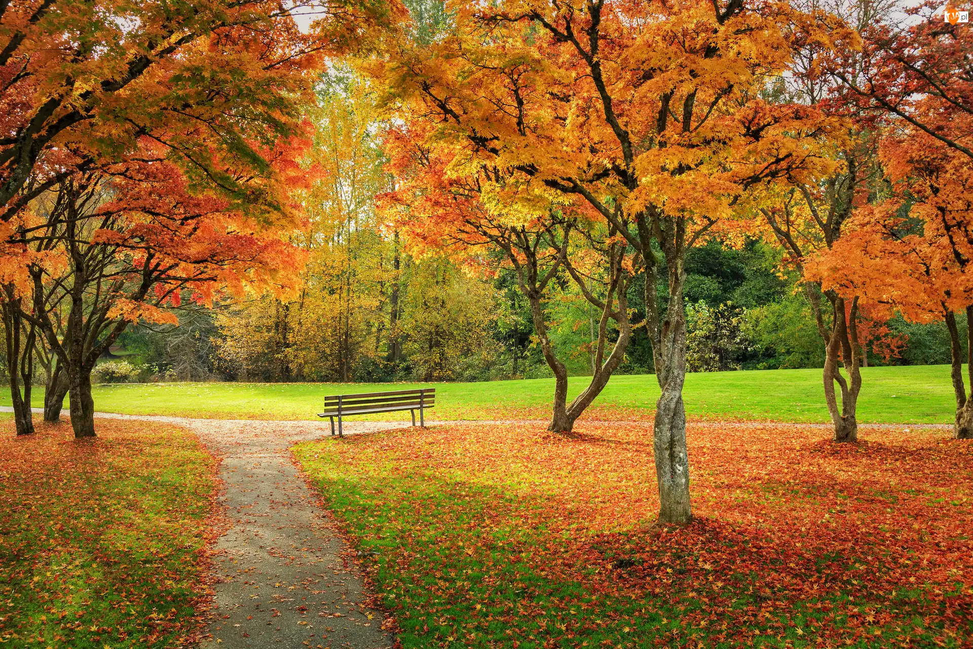 Jesień, Park, Ławka, Liście, Drzewa, Żółte