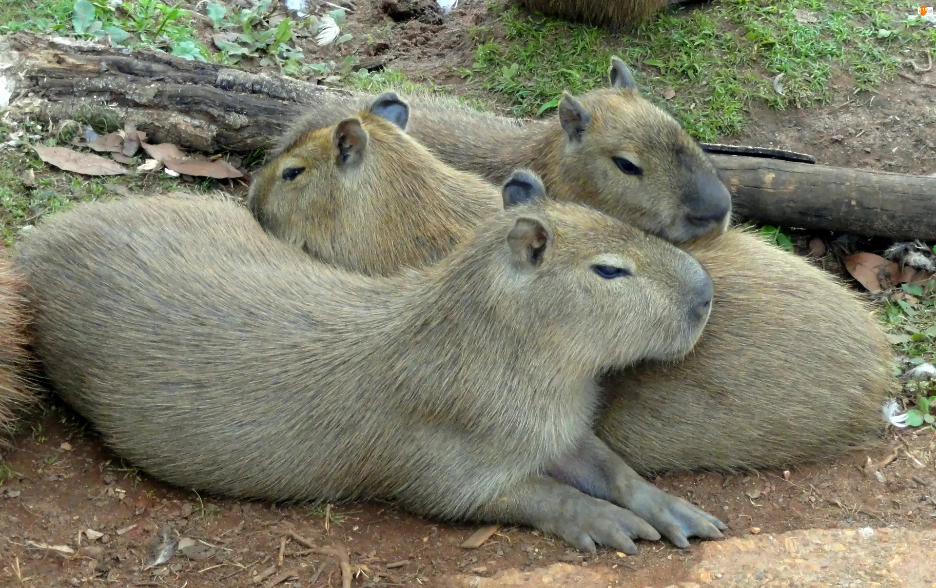 Kłoda, Trzy, Kapibary