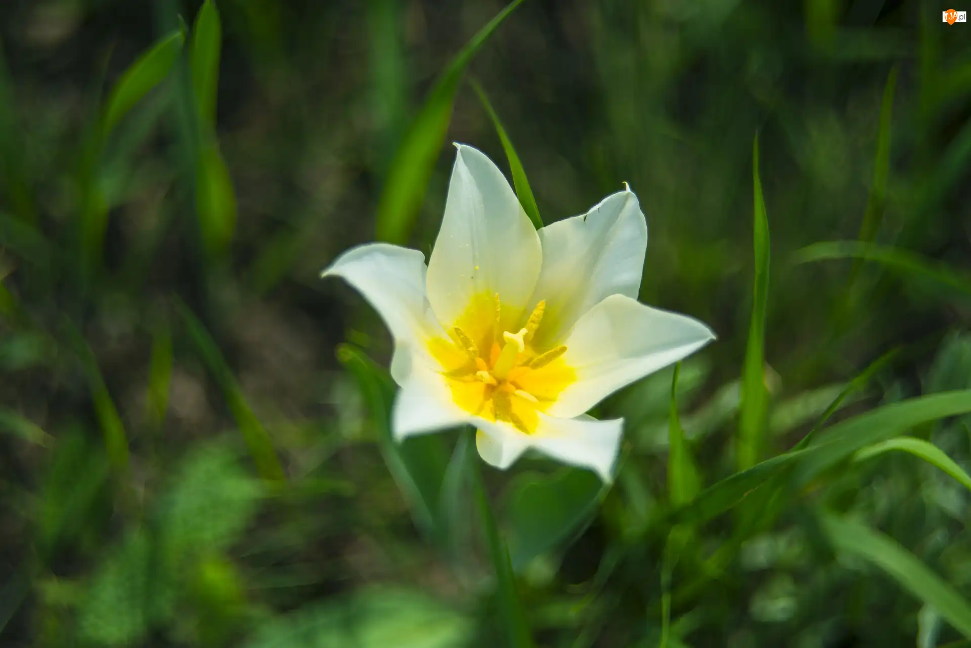 Zbliżenie, Kwiat, Tulipan