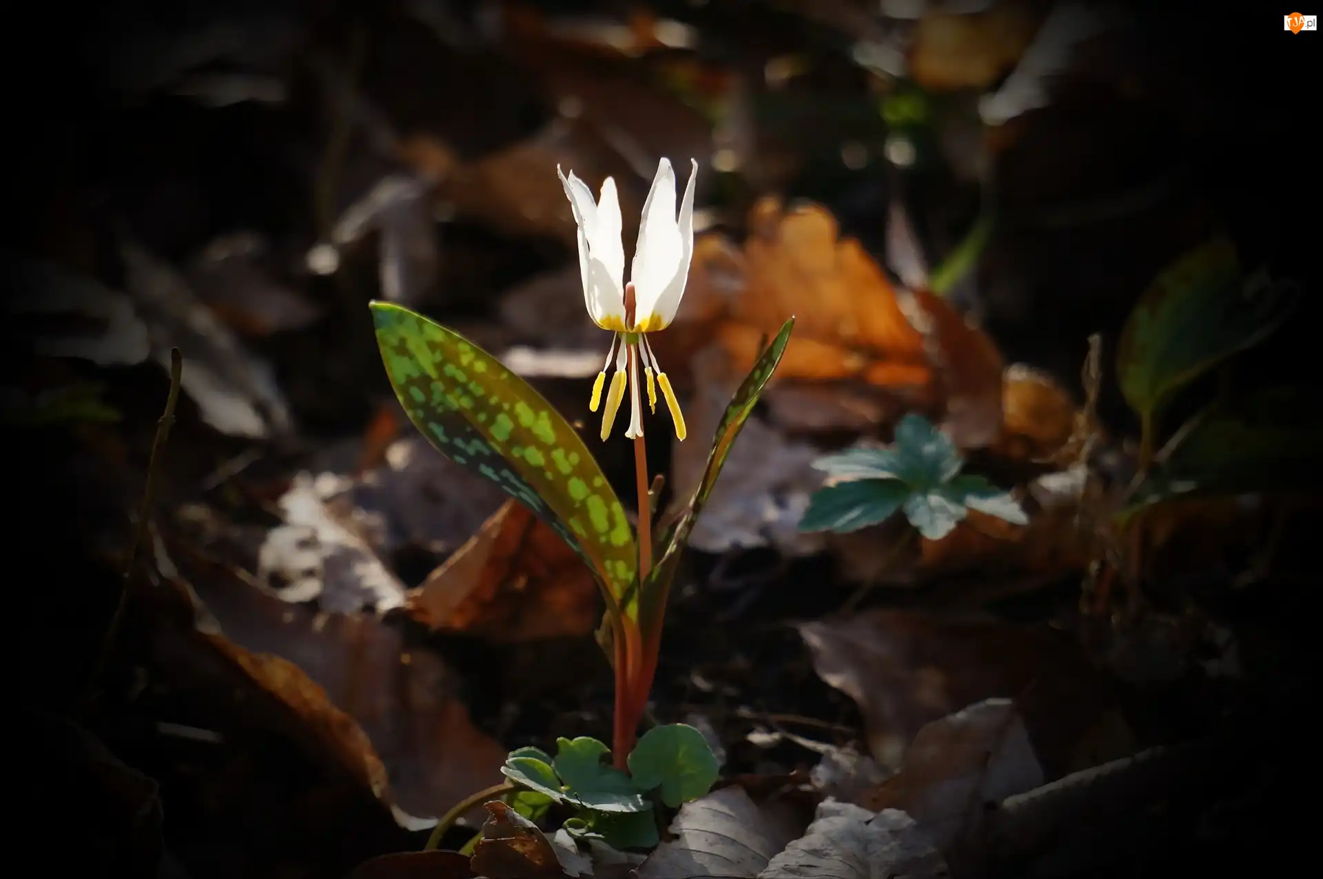 Psiząb, Kwiat, Erythronium, Biały