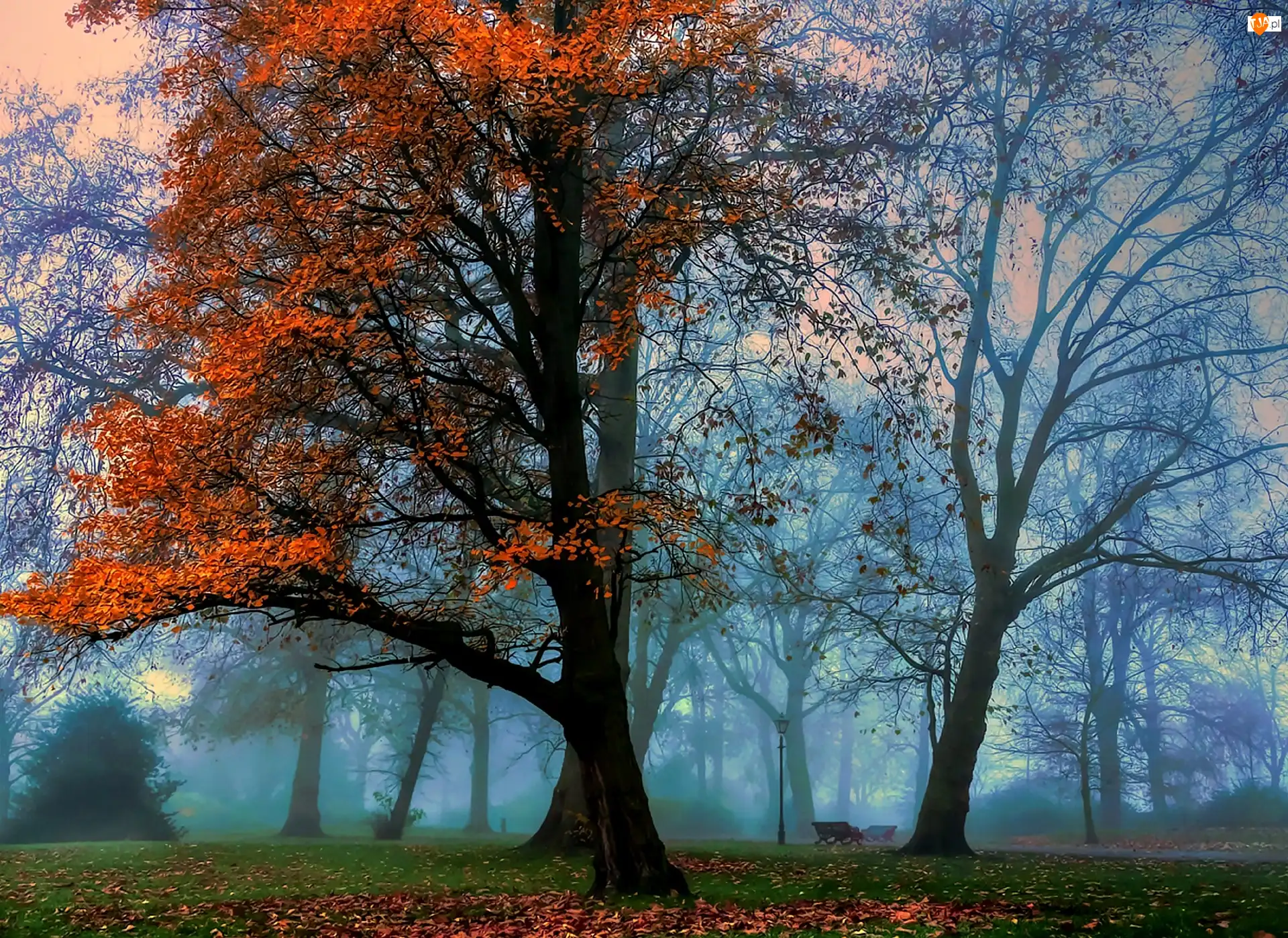 Drzewa, Park, Mgła