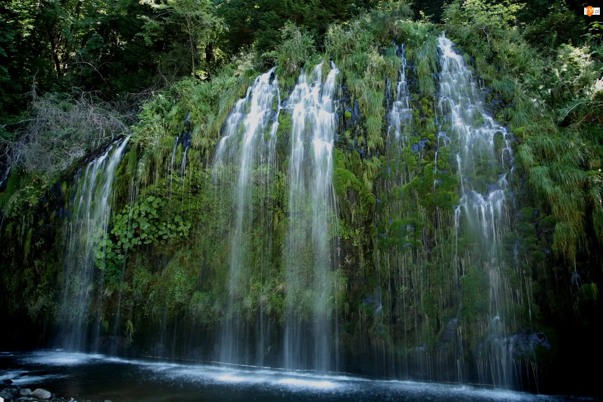 Stany Zjednoczone, Wodospad Mossbrae Falls, Rośliny, Stan Kalifornia