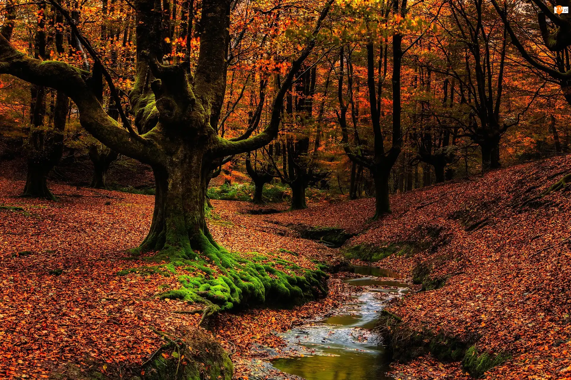 Kraj Basków, Park Narodowy Gorbea, Strumyk, Hiszpania, Drzewa, Las, Jesień
