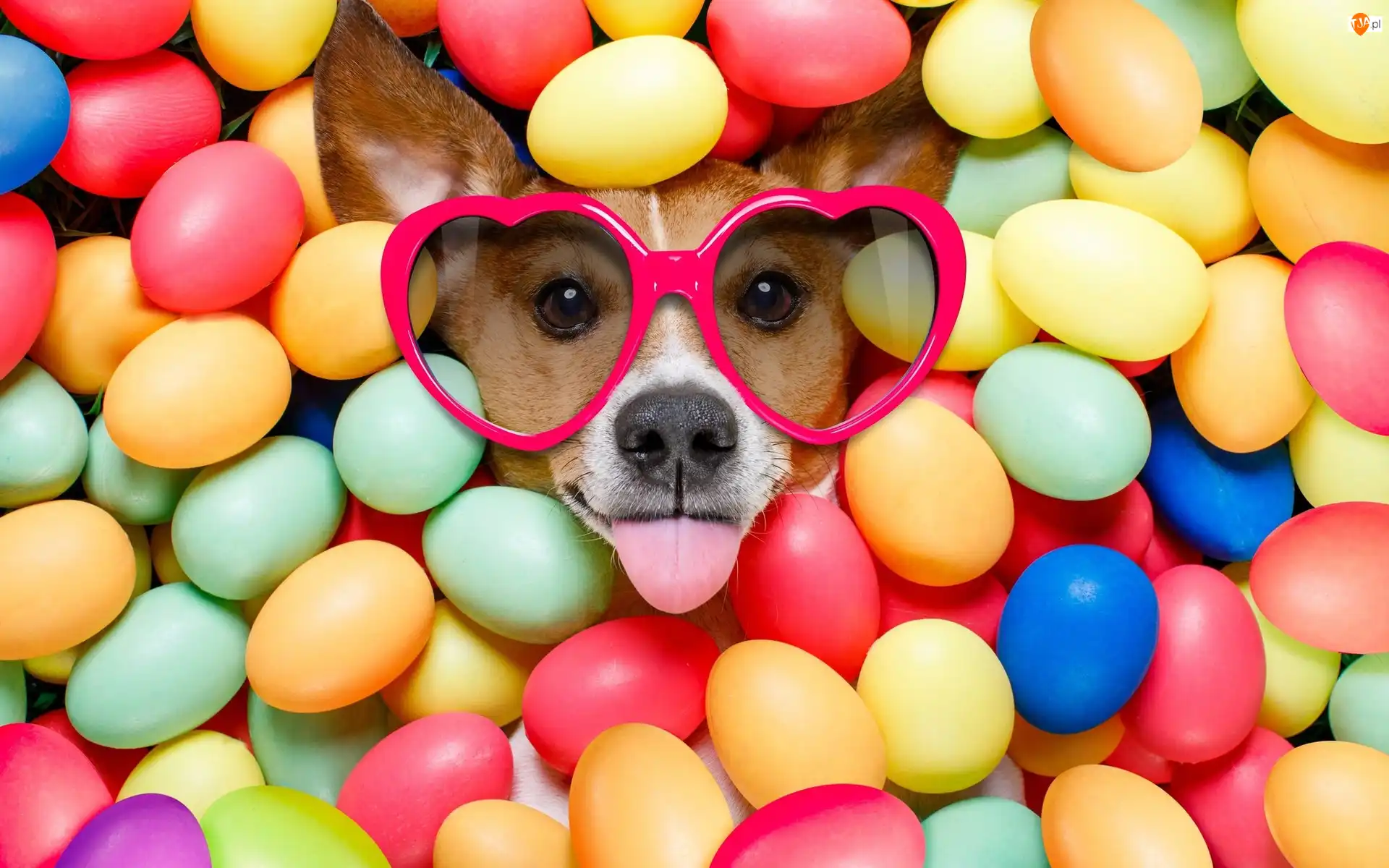 Jack Russell terrier, Pies, Język, Pisanki, Okulary, Wielkanoc