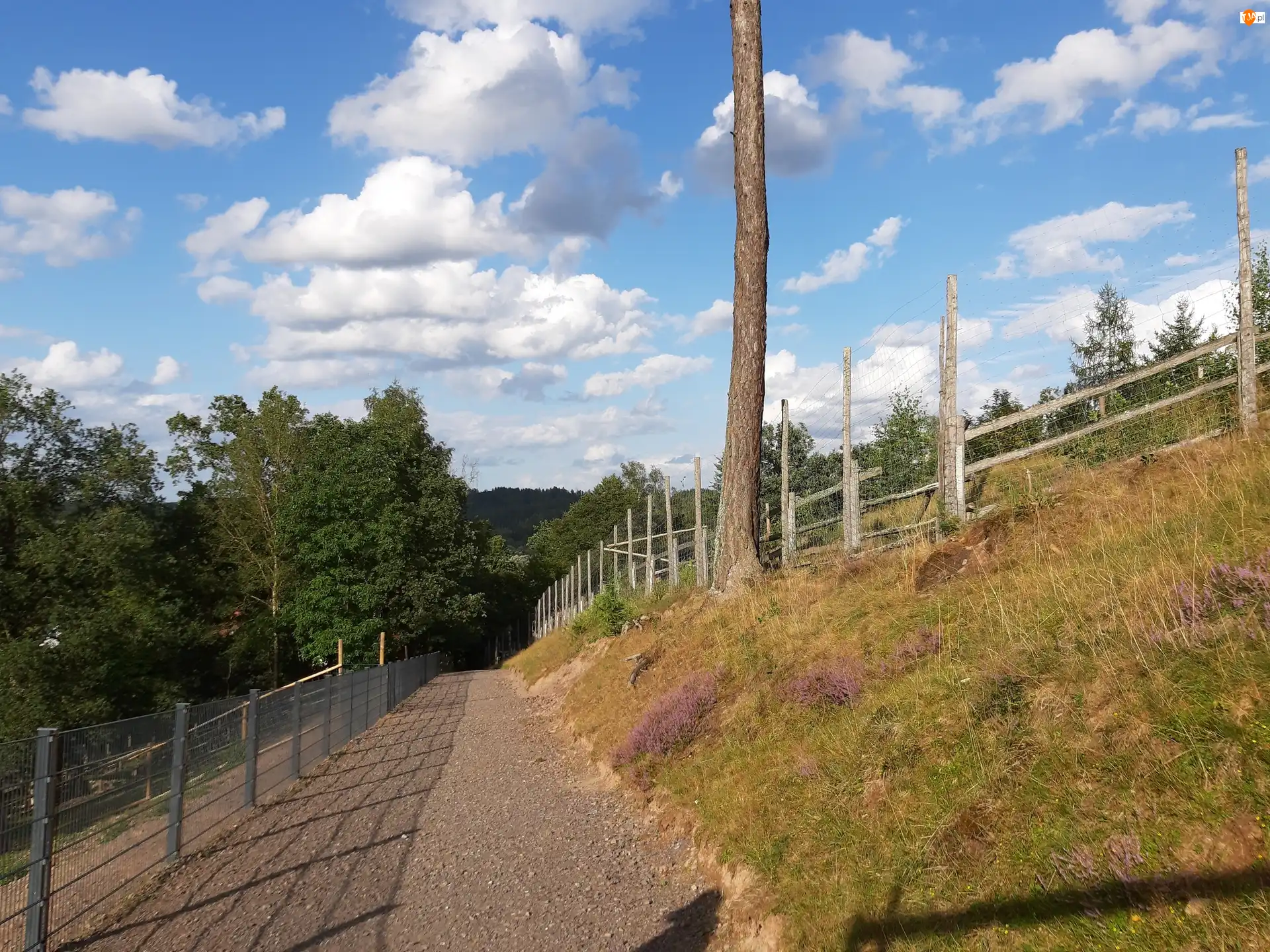 Ogrodzenie, Drzewa, Płot, Droga, Park