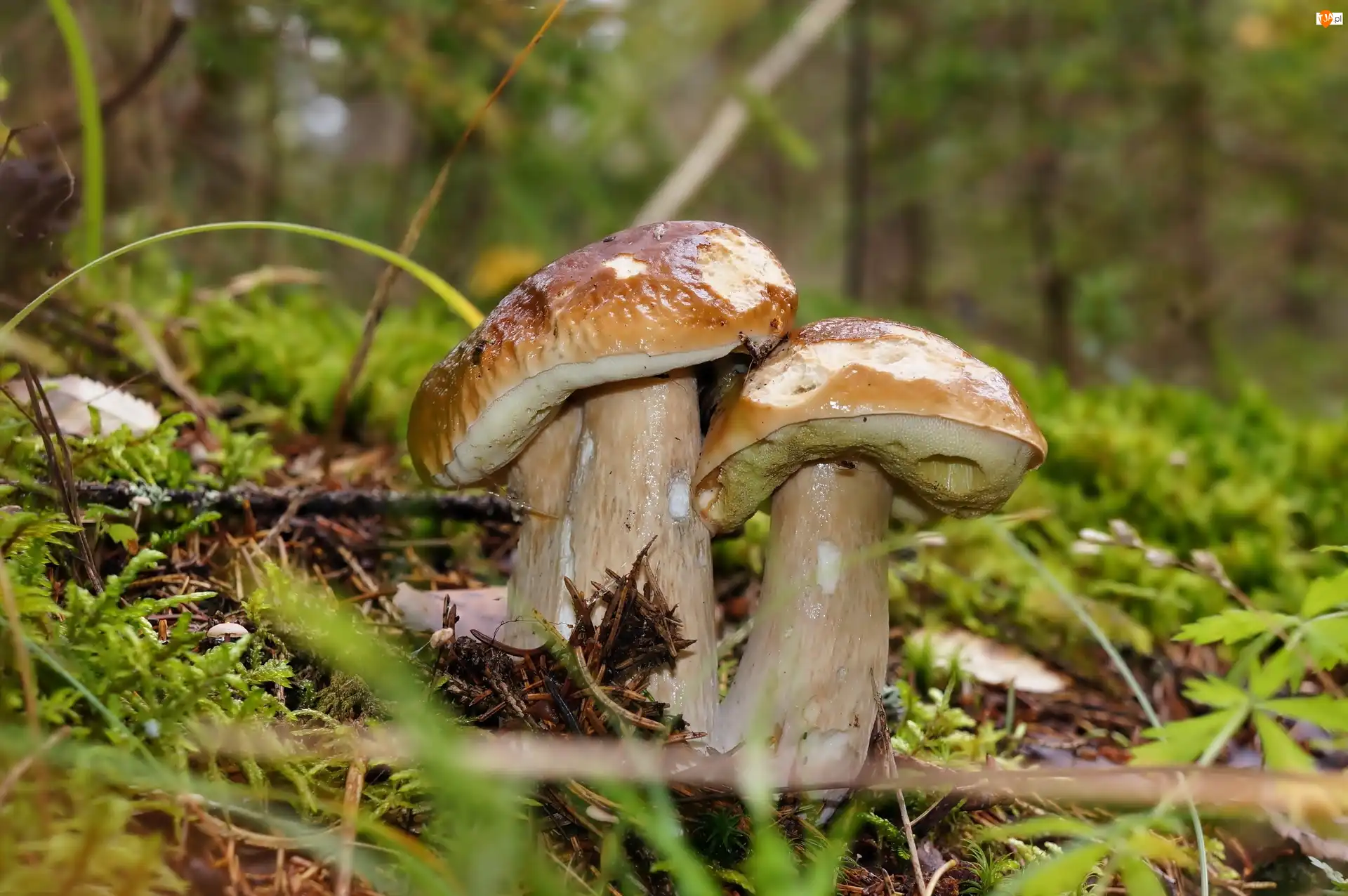 Las, Leśna, Borowiki, Grzyby, Ściółka