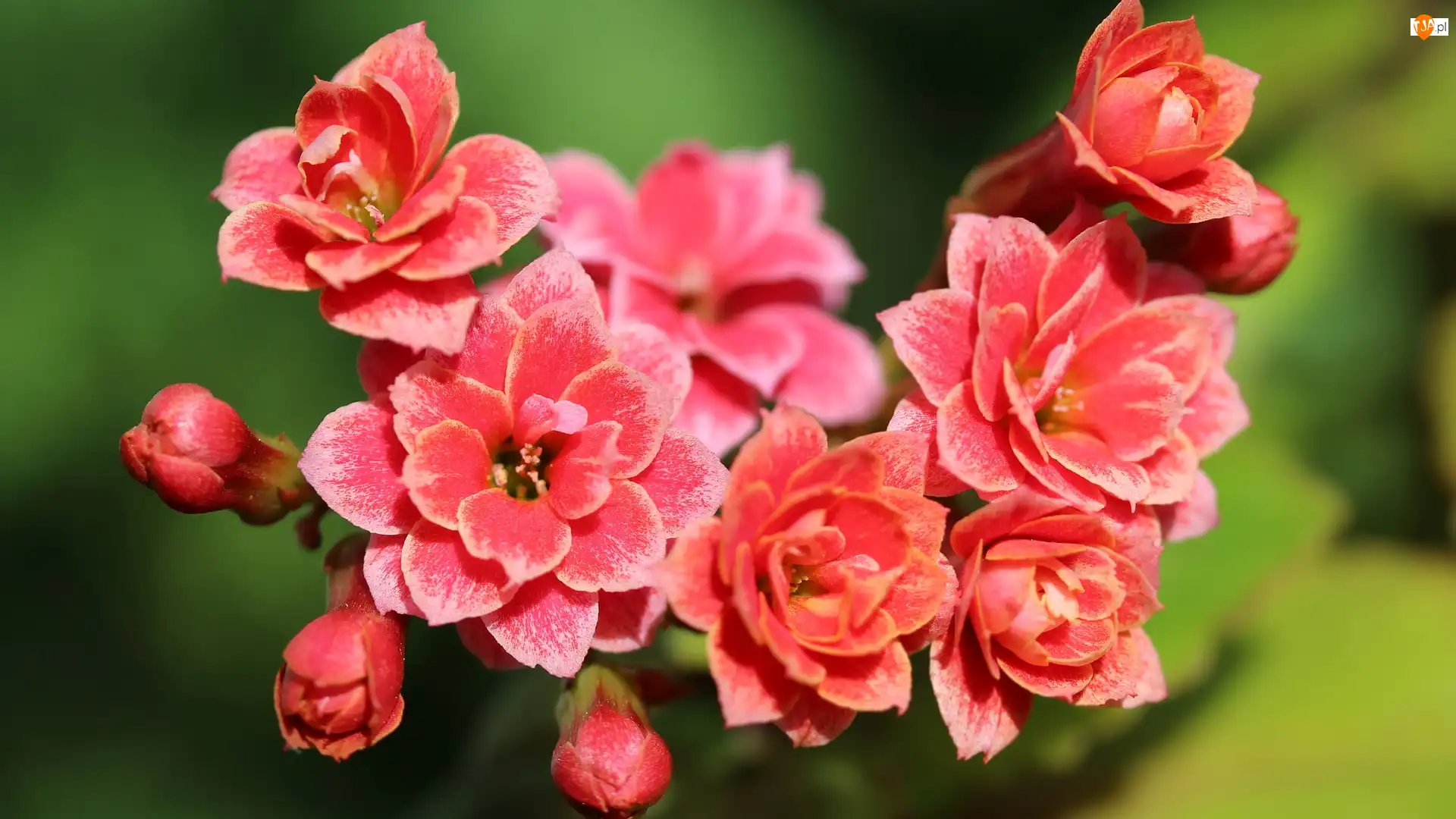 Kalanchoe, Kwitnące, Kwiaty, Czerwone