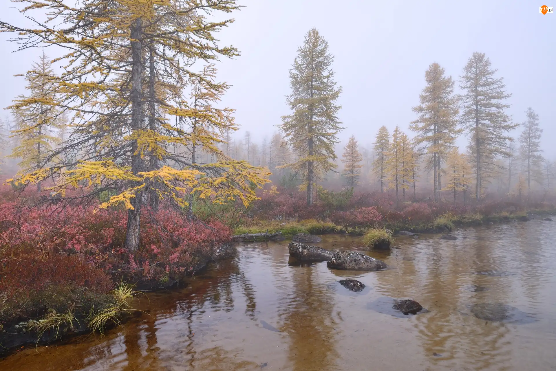 Kołyma, Drzewa, Kamienie, Obwód magadański, Krzewy, Mgła, Rosja, Jezioro Jack London