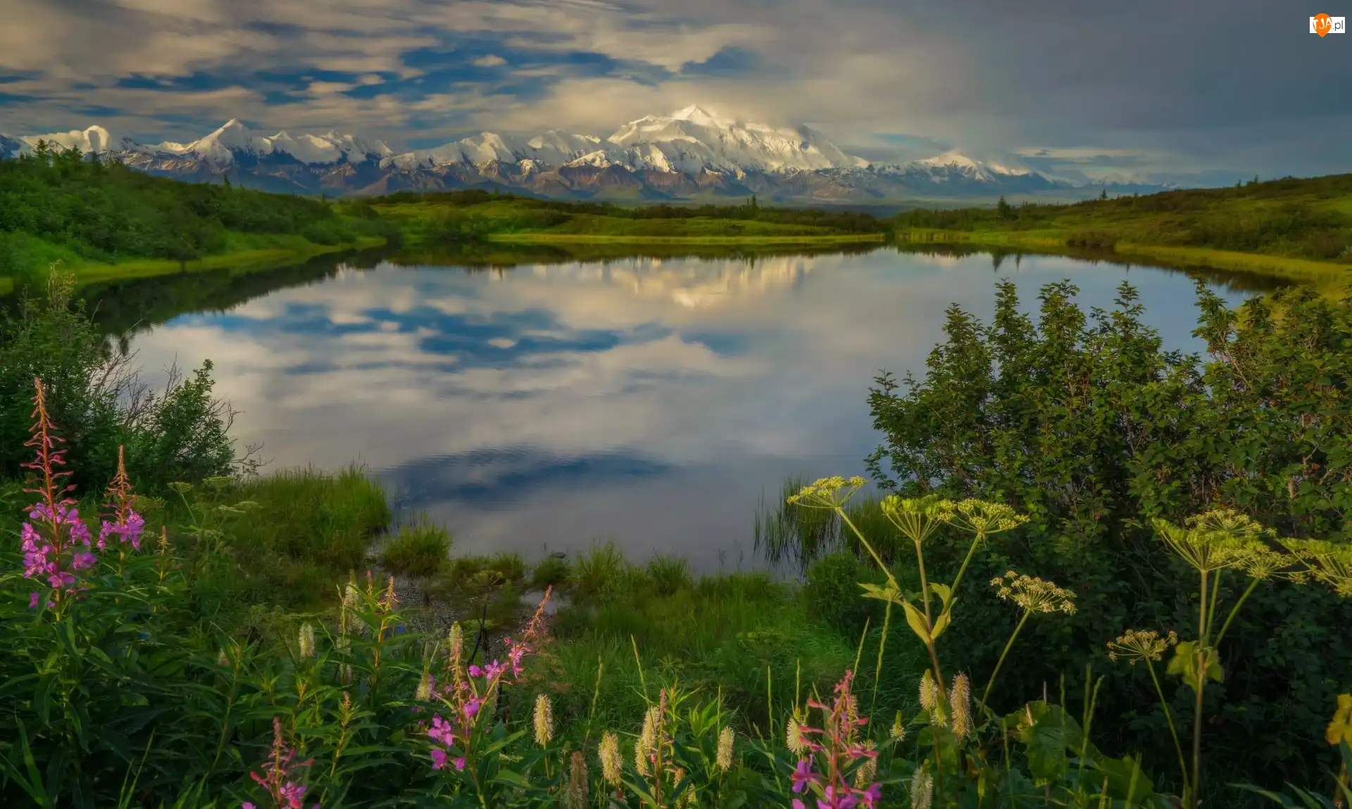 Stany Zjednoczone, Góry, Kordyliery, Park Narodowy Denali, Staw, Góry, Krzewy, Reflection Pond, Rośliny, Alaska