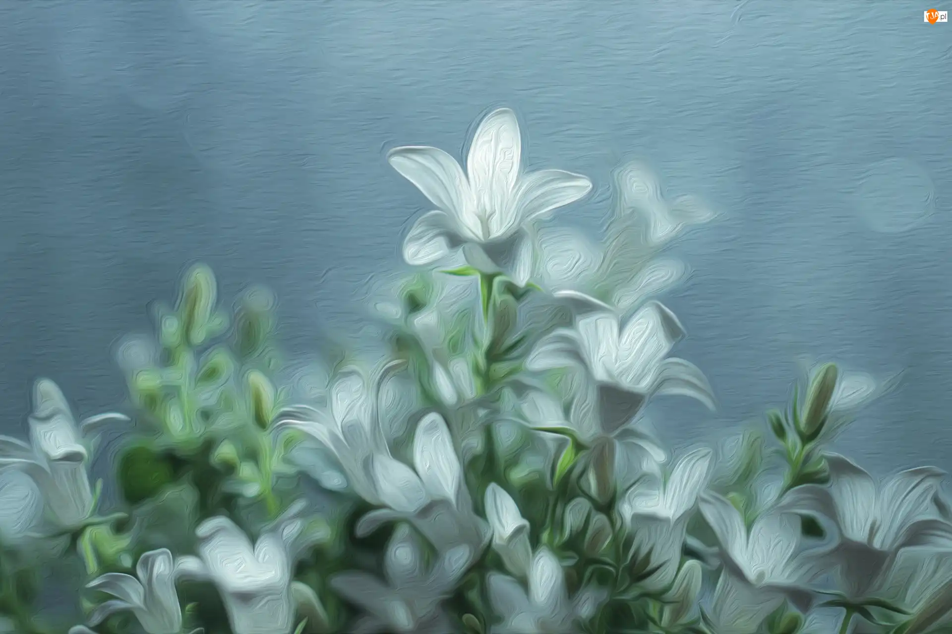 Grafika, Białe, Dzwonki, Campanula