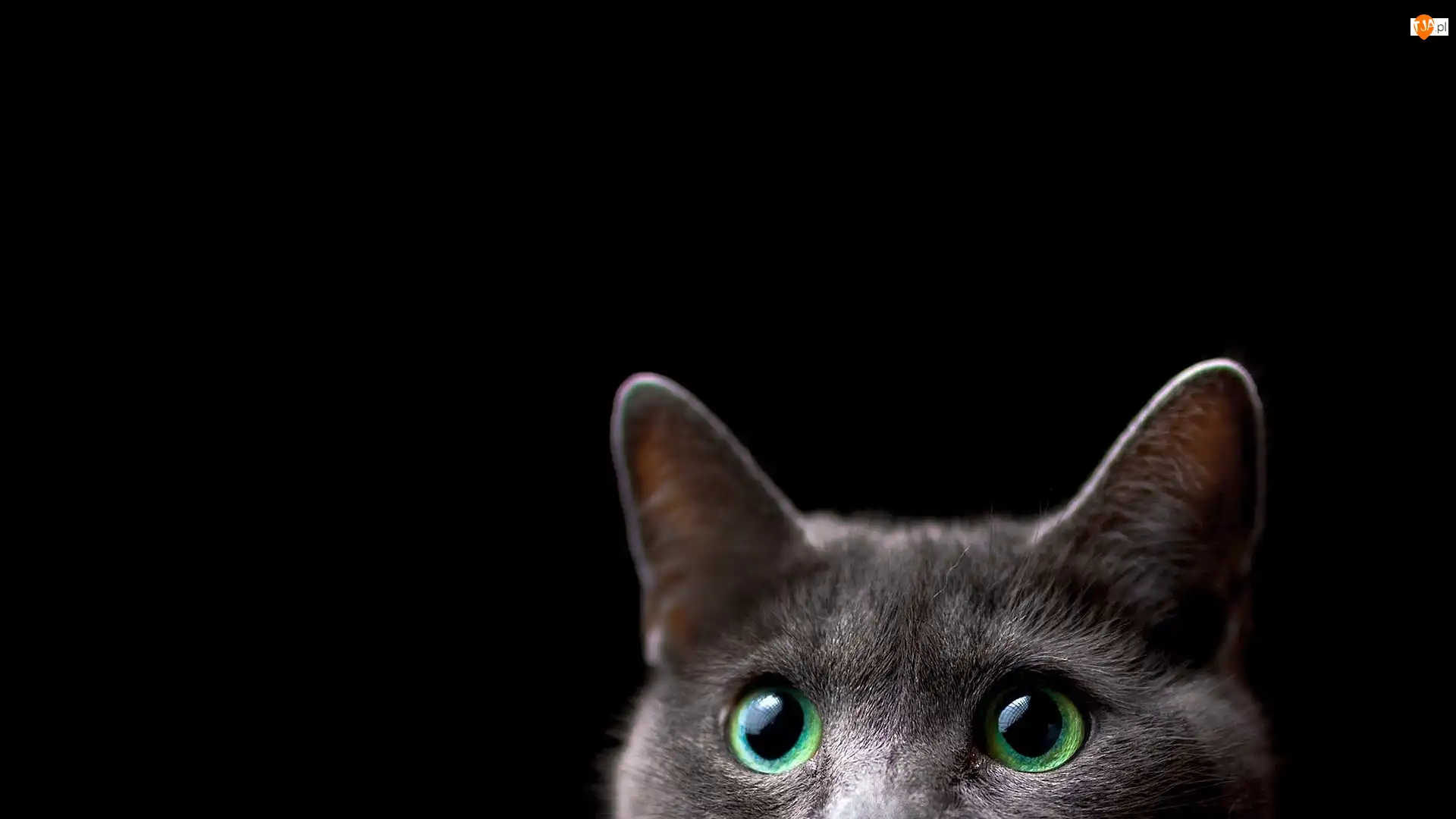Uszy, Kot, Zielone, Oczy
