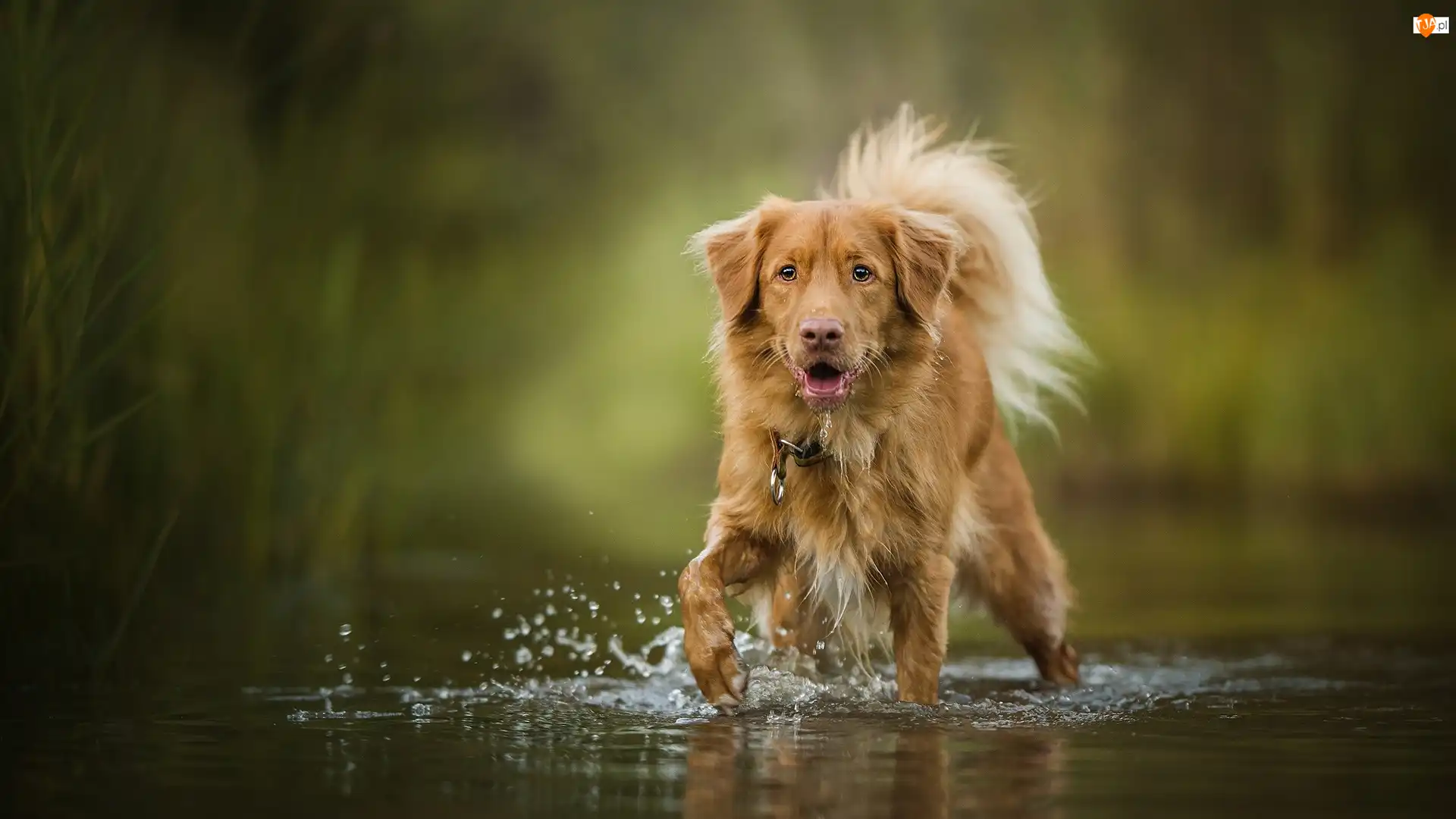 Woda, Pies, Retriever z Nowej Szkocji