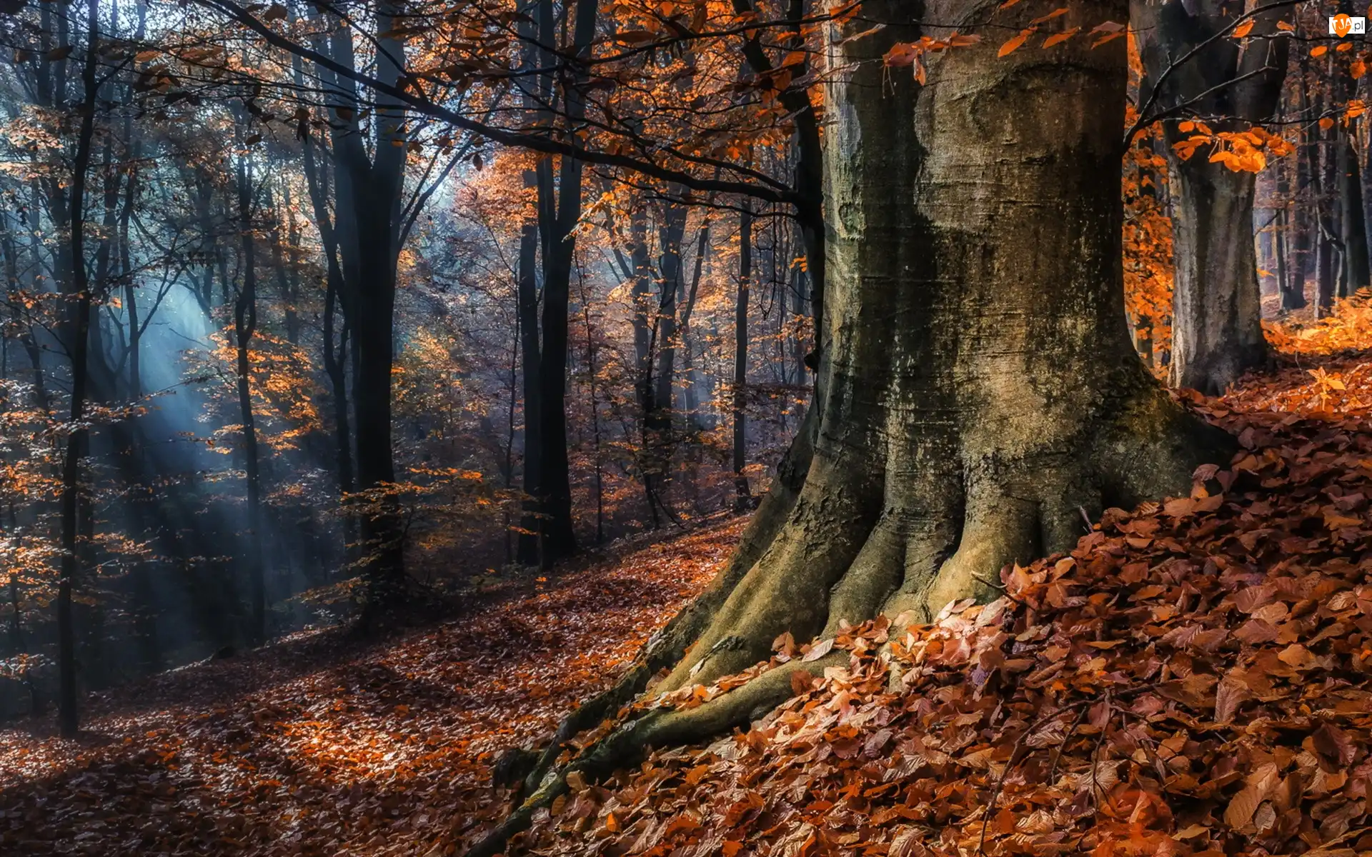 Przebijające, Las, Drzewa, Jesień, Światło