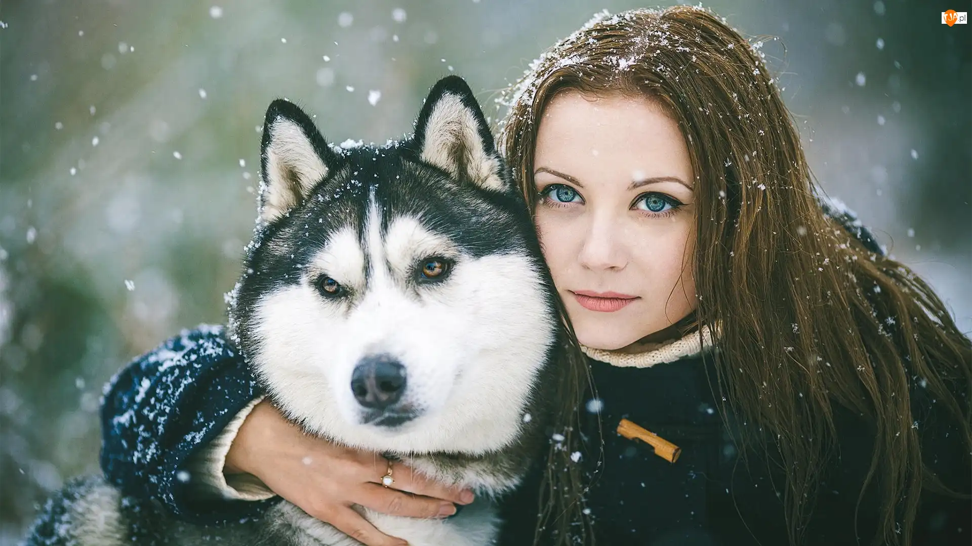 Śnieg, Kobieta, Alaskan Malamute
