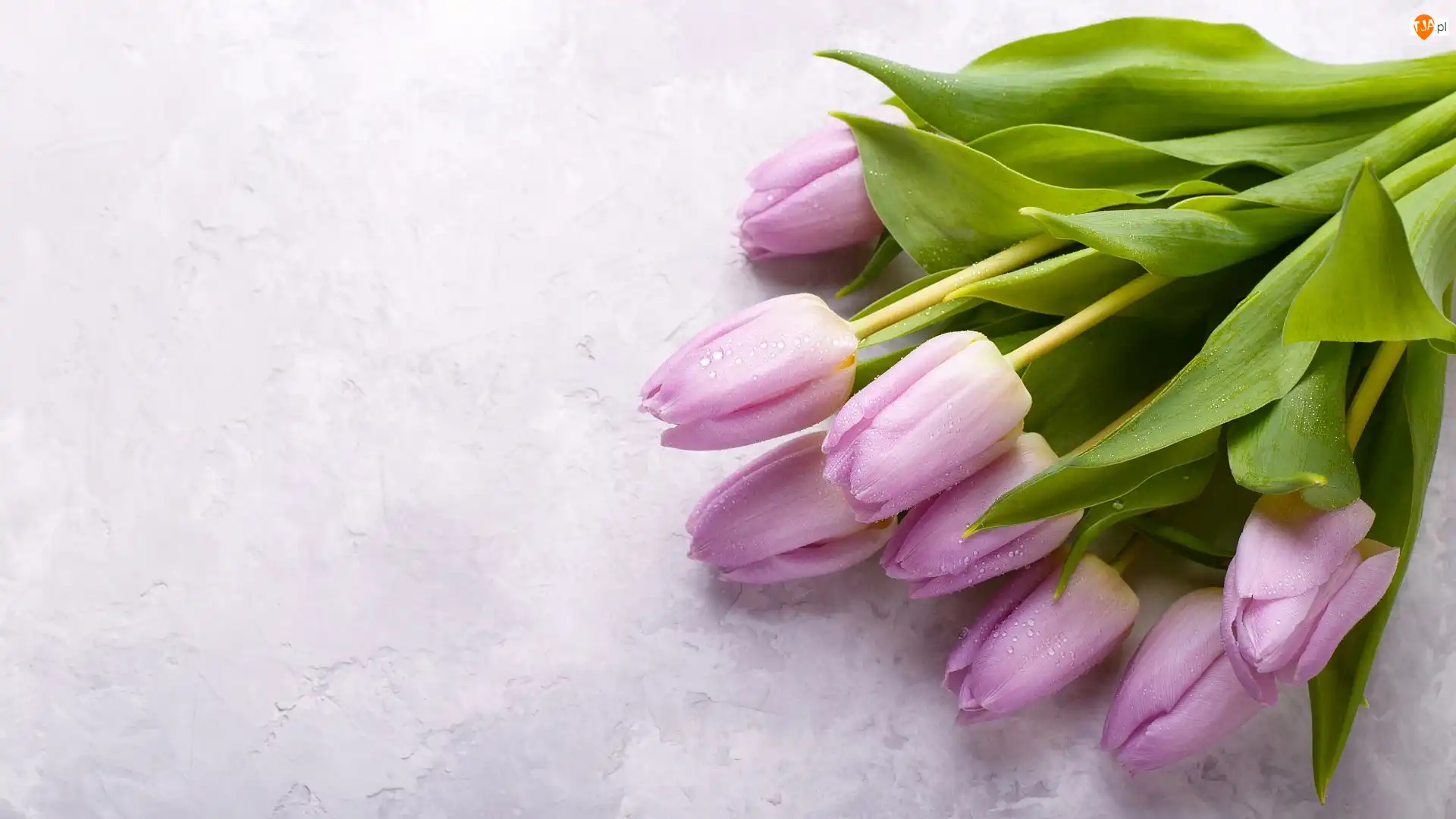 Krople, Zroszone, Tulipany