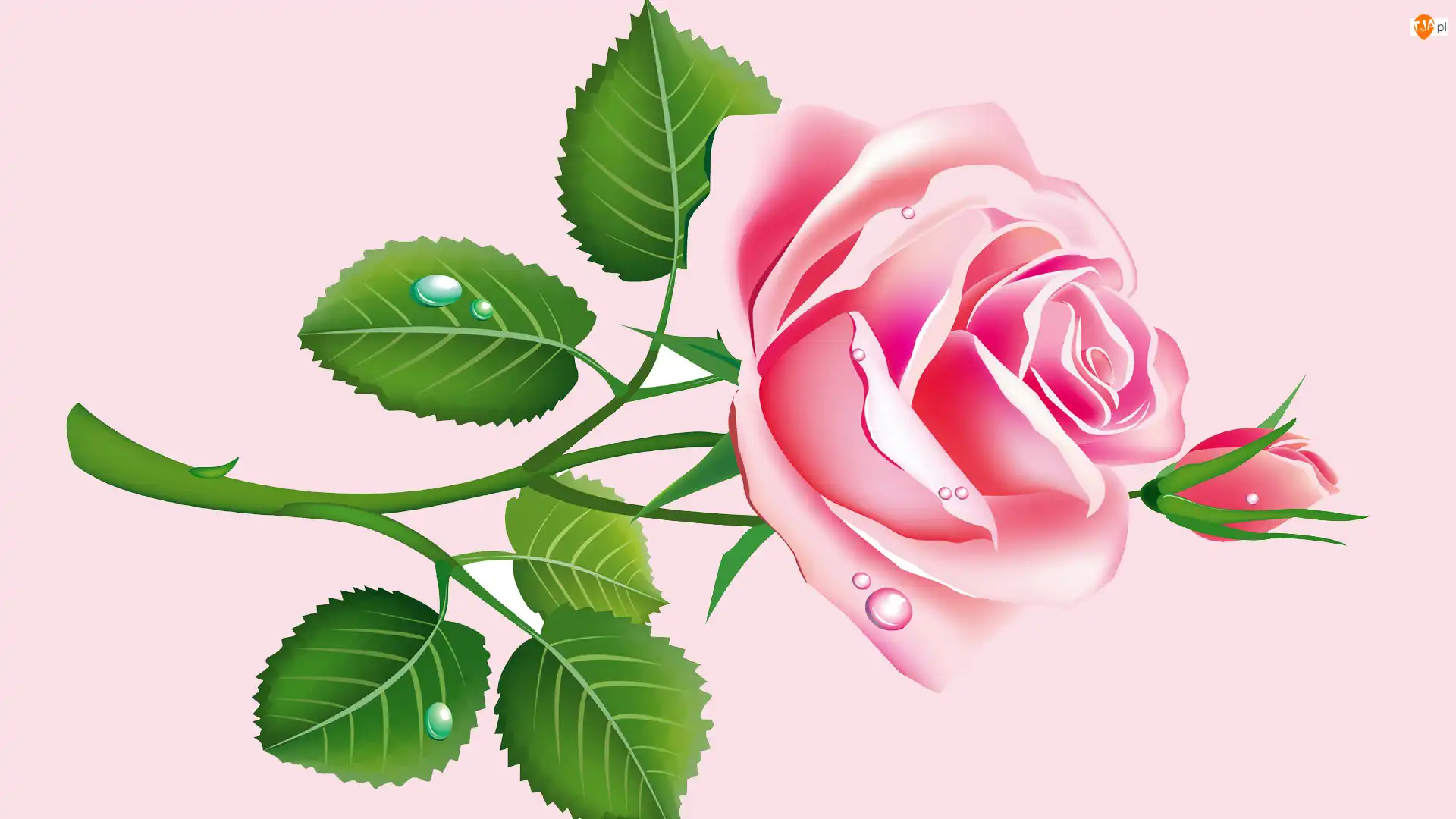 Róża, Grafika 2D, Różowa