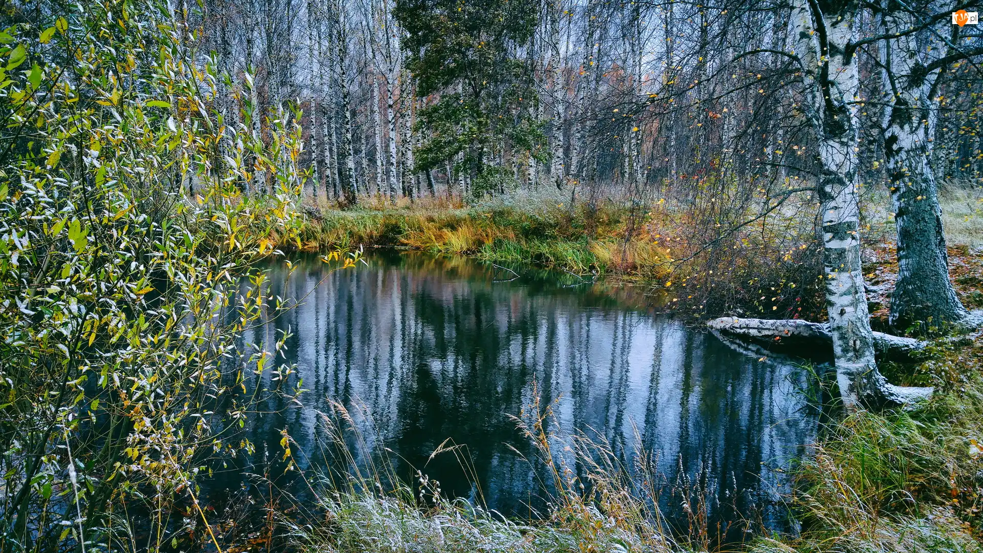 Staw, Las, Trawa, Jesień, Oszroniona, Brzozy, Drzewa