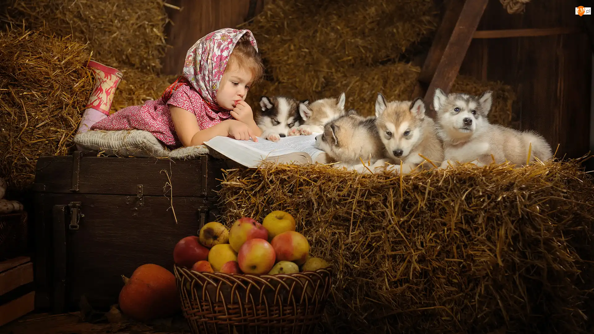 Siberian husky, Jabłka, Szczeniaki, Dziewczynka, Siano