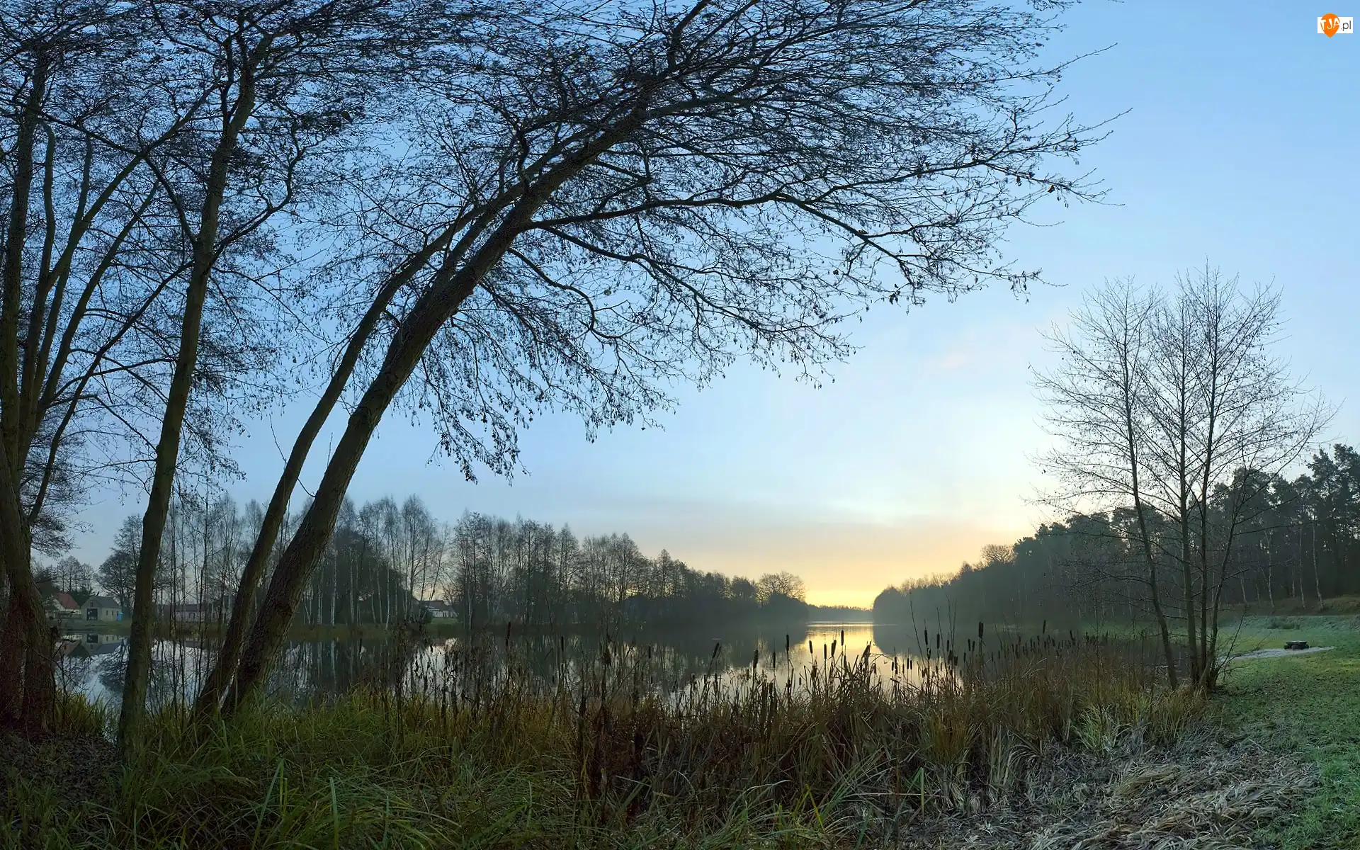 Drzewa, Jezioro, Zarośla