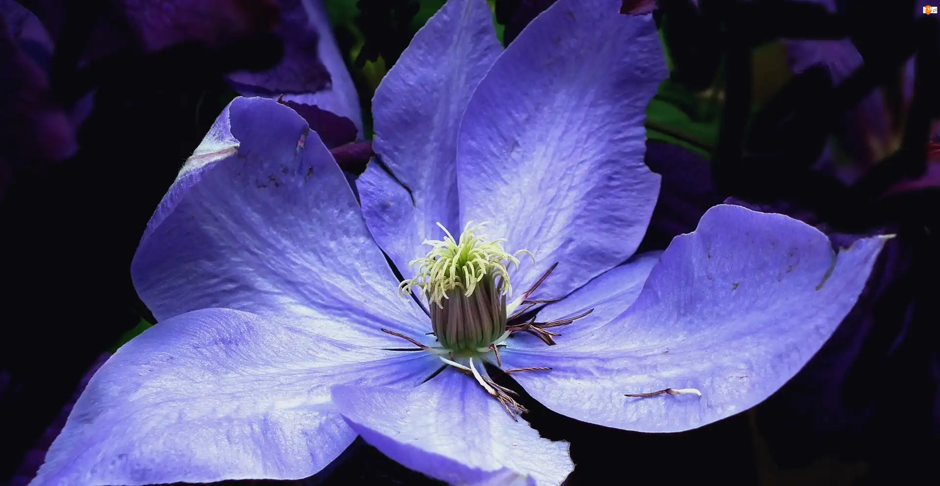 Clematis, Przyroda, Kwiat