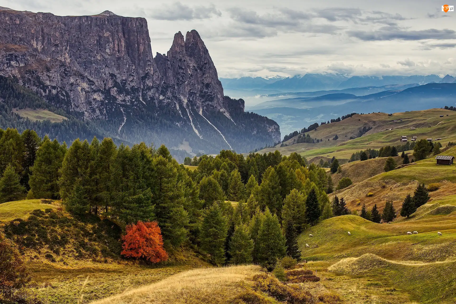 Dolomity, Drzewa, Góry, Włochy, Góra Schlern