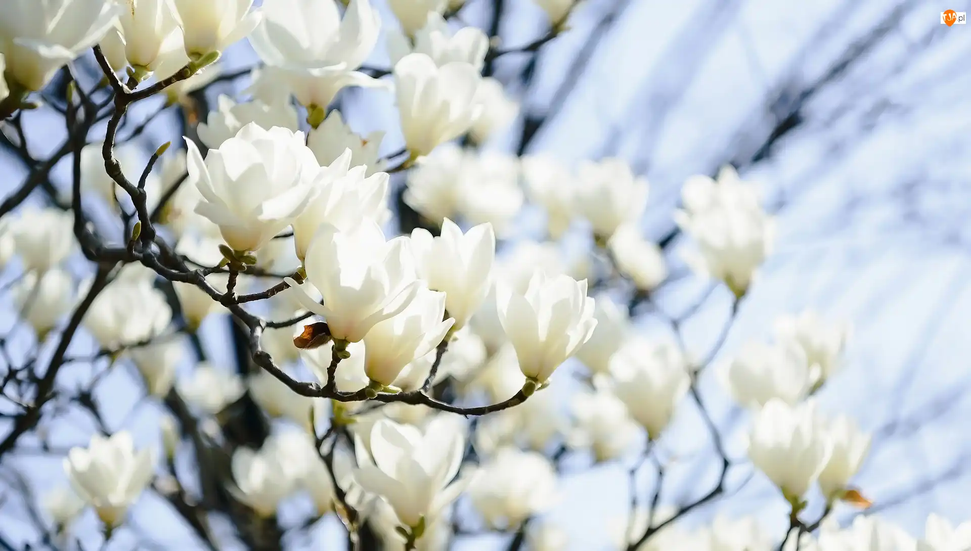 Gałązki, Kwiaty, Magnolie, Białe