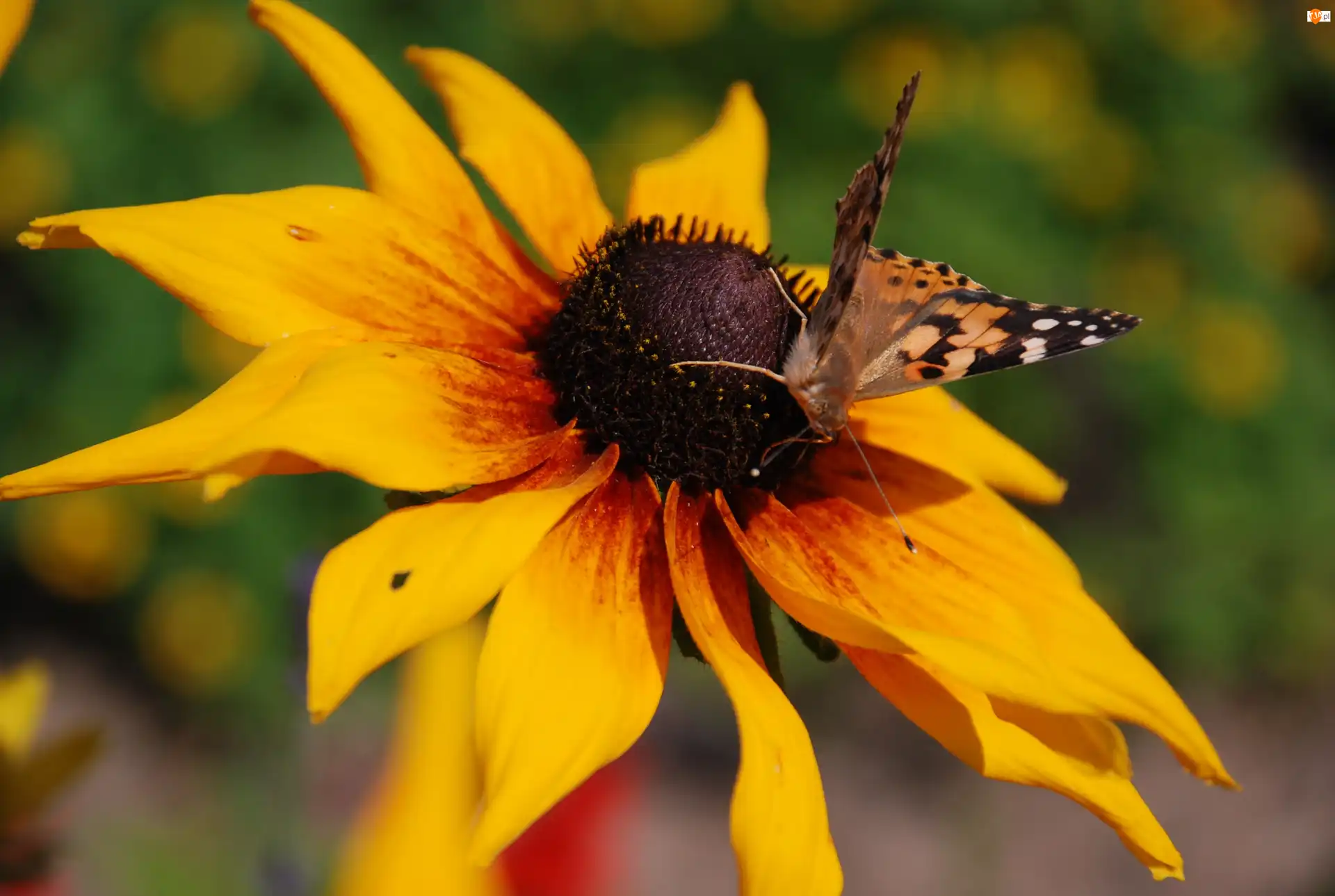 Motyl, Osetnik, Dwubarwna, Rudbekia, Rusałka