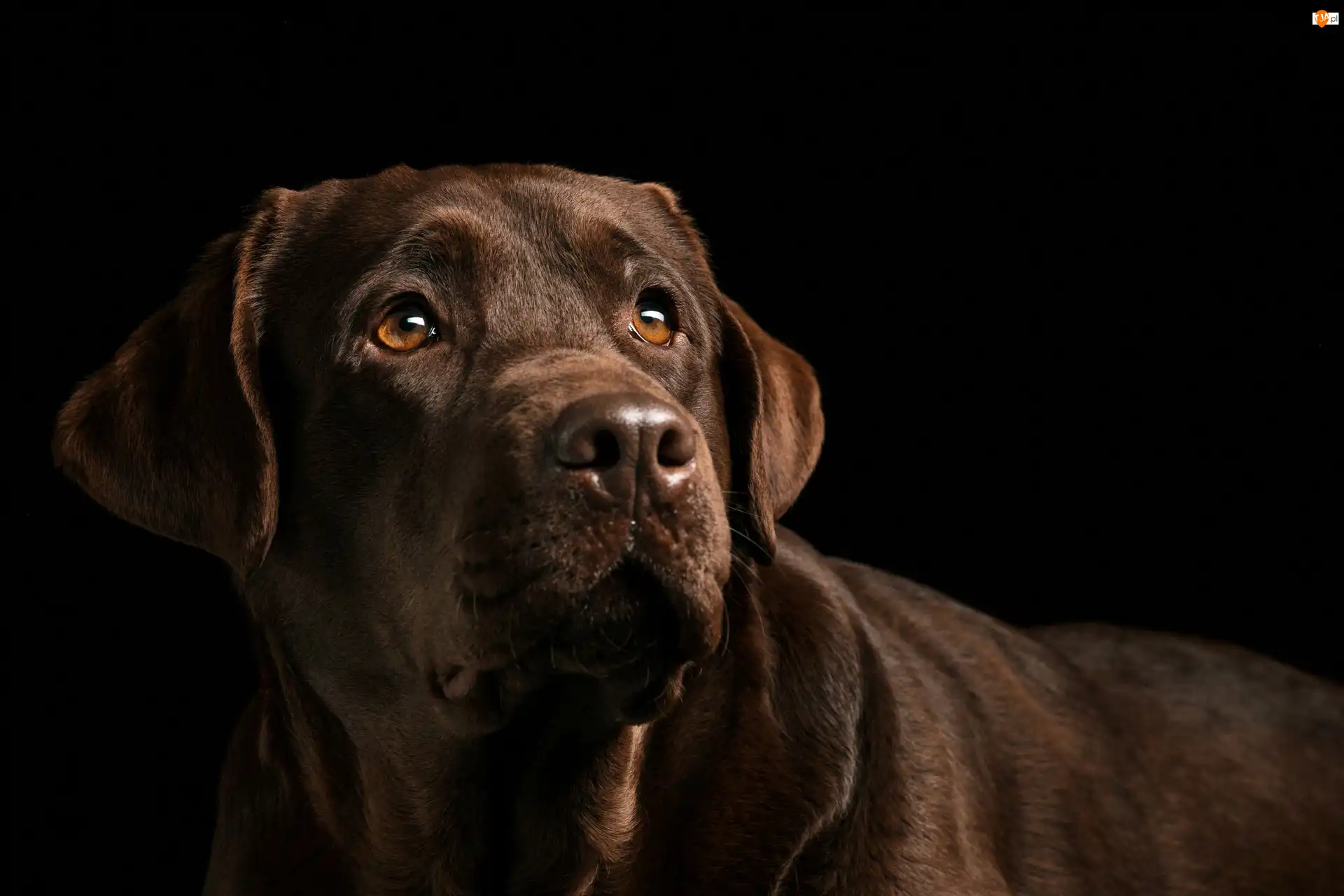 Labrador retriever, Pies, Brązowy