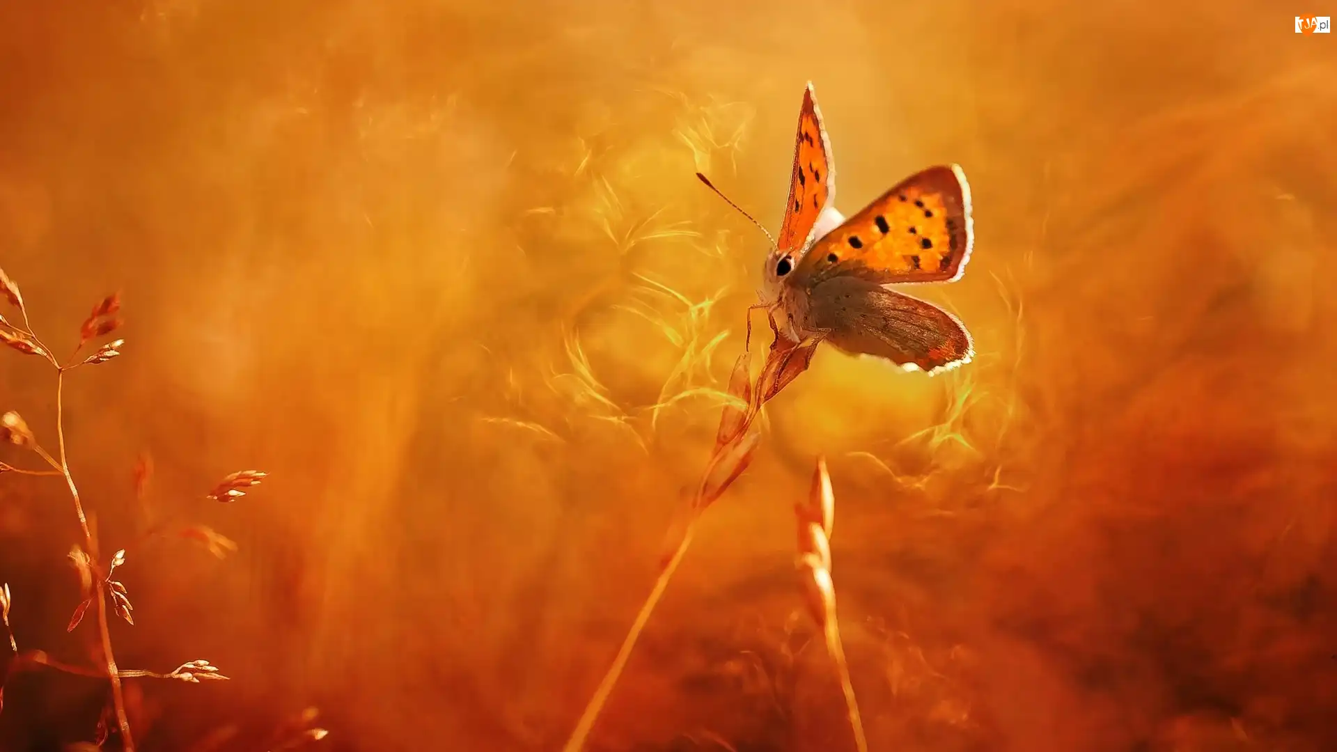 Trawa, Motyl, Czerwończyk żarek, Źdźbła