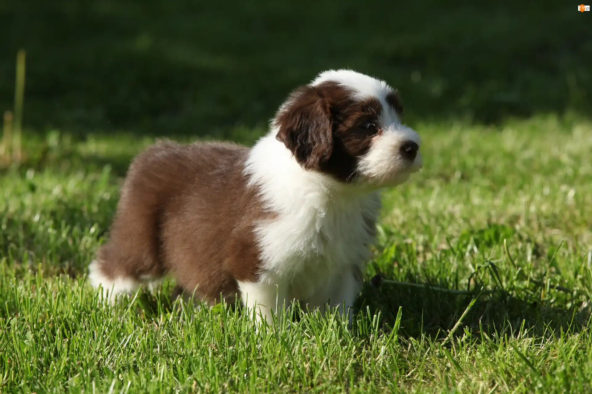 Trawa, Bearded collie, Szczeniak
