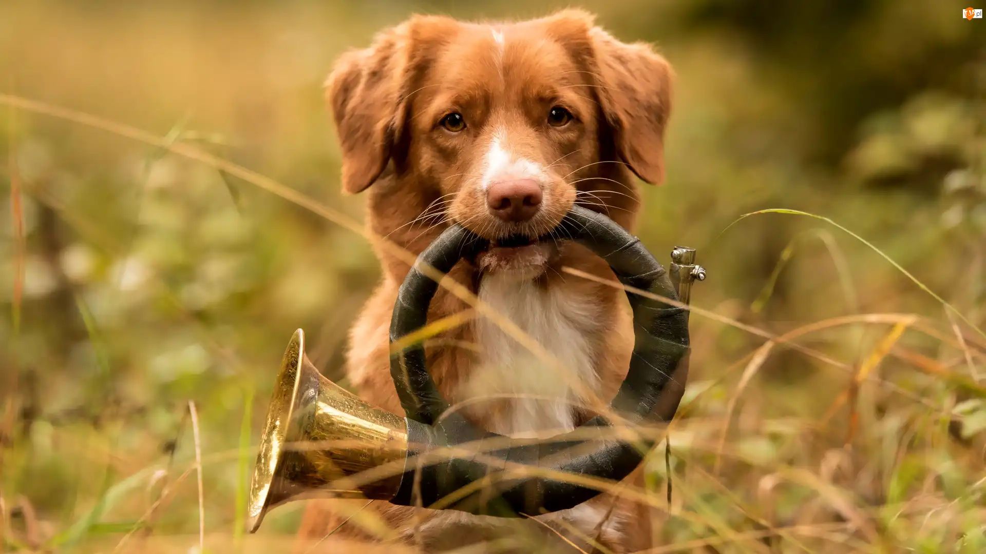 Retriever z Nowej Szkocji, Pies, Instrument, Trąbka myśliwska, Trawa, Trąbka sygnałowa