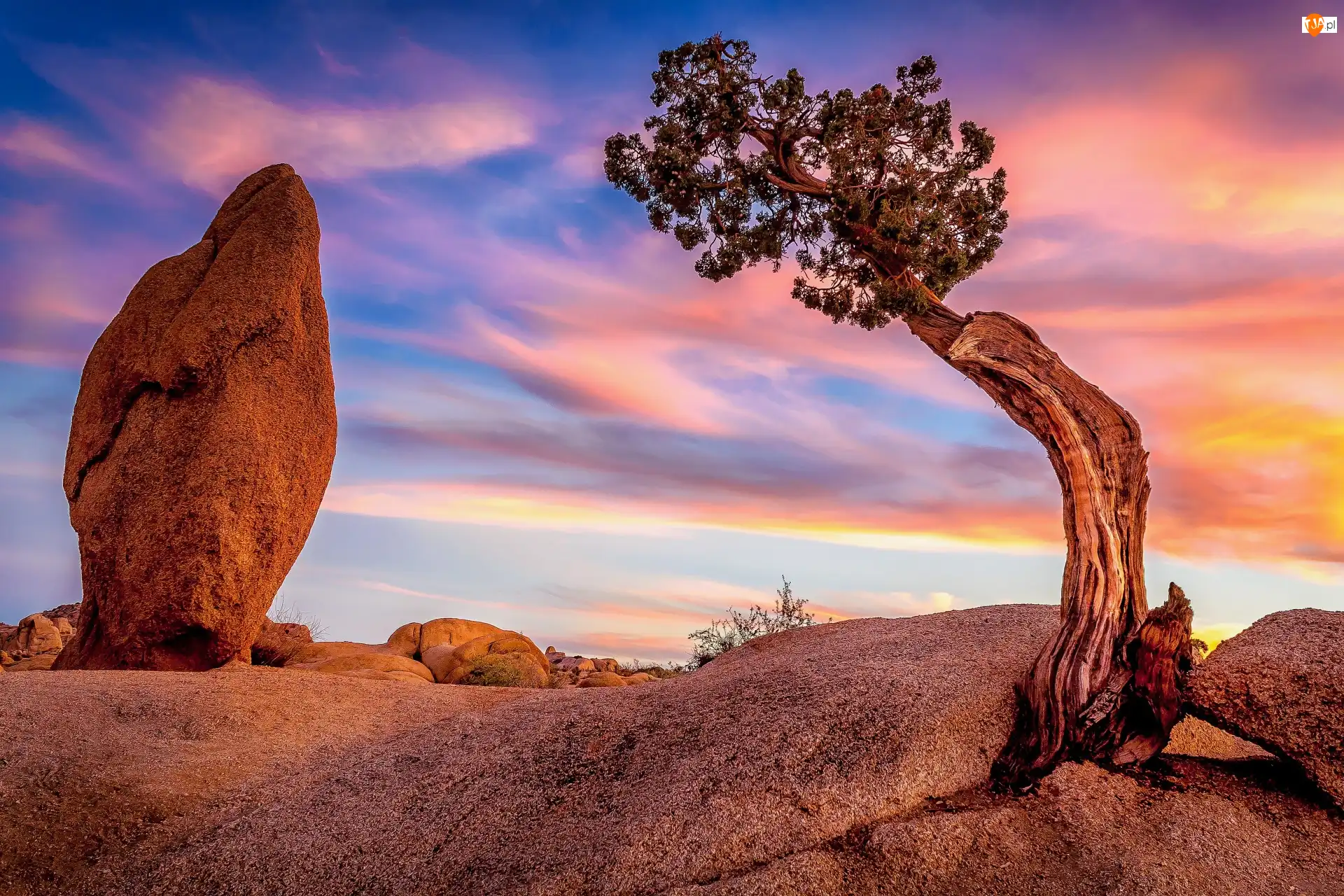 Kalifornia, Stany Zjednoczone, Skały, Zachód słońca, Park Narodowy Joshua Tree, Drzewo