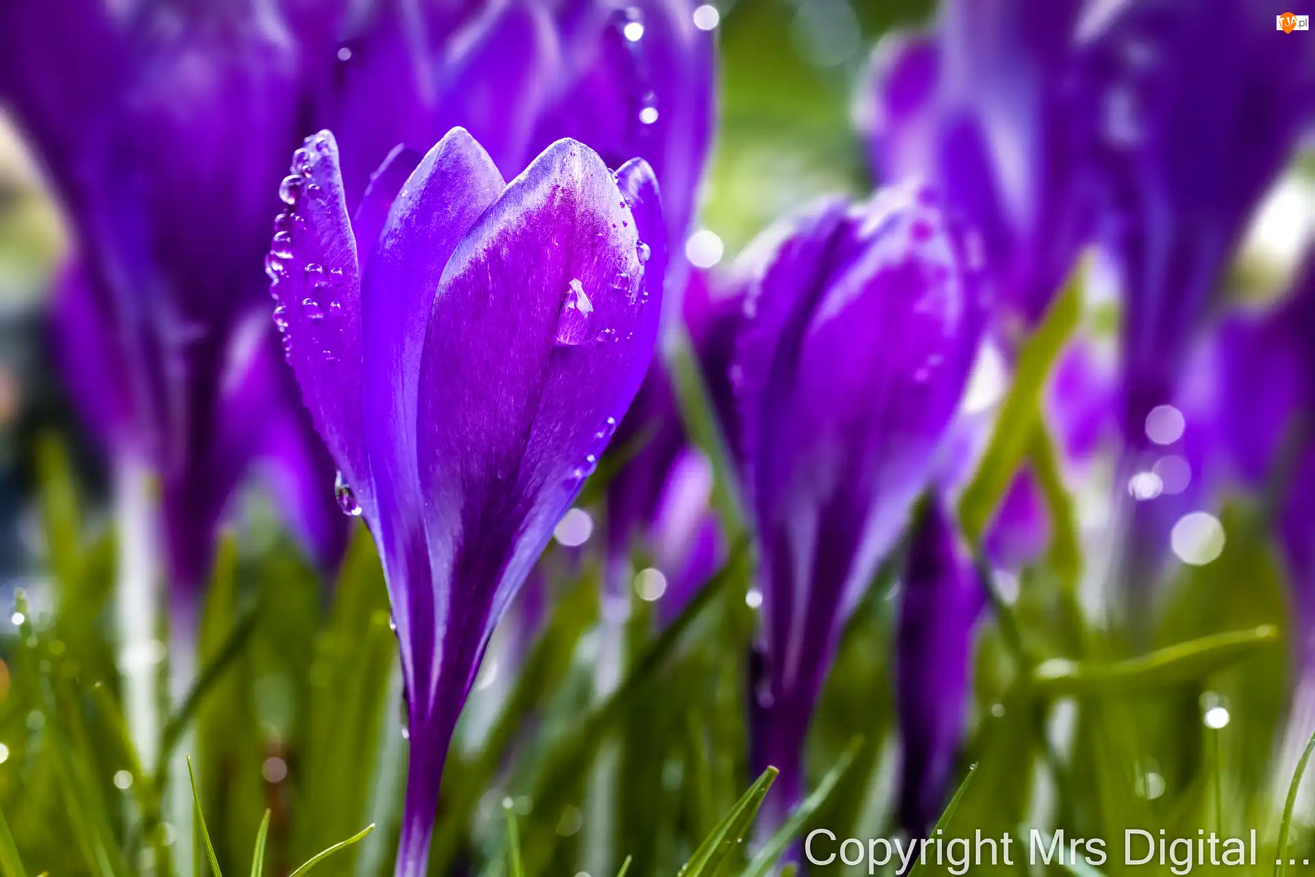 Wiosna, Krokus, Mokre, Kwiaty