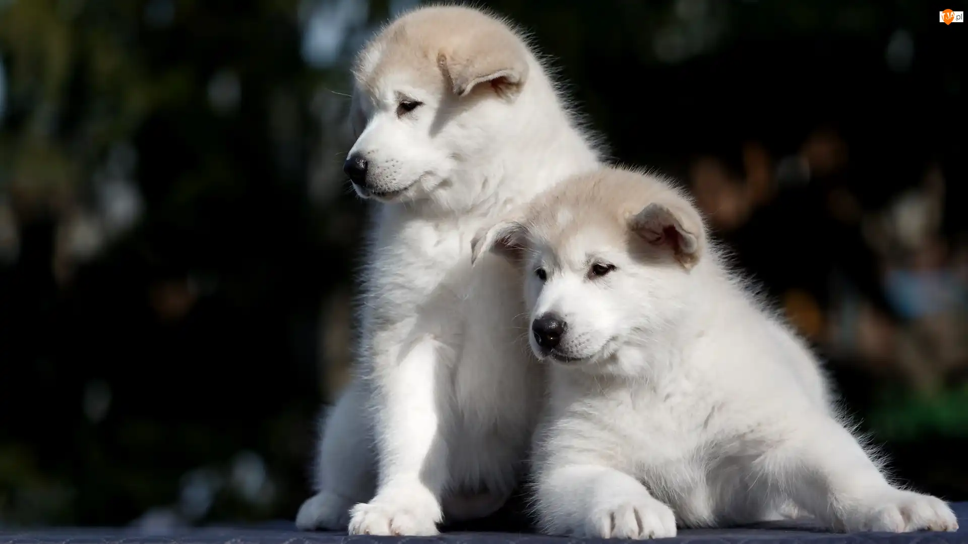 Akita inu, Dwa, Białe, Szczeniaki
