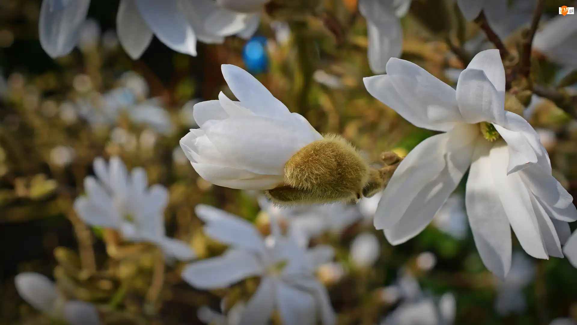 Magnolia, Gałęzie, Kwiaty