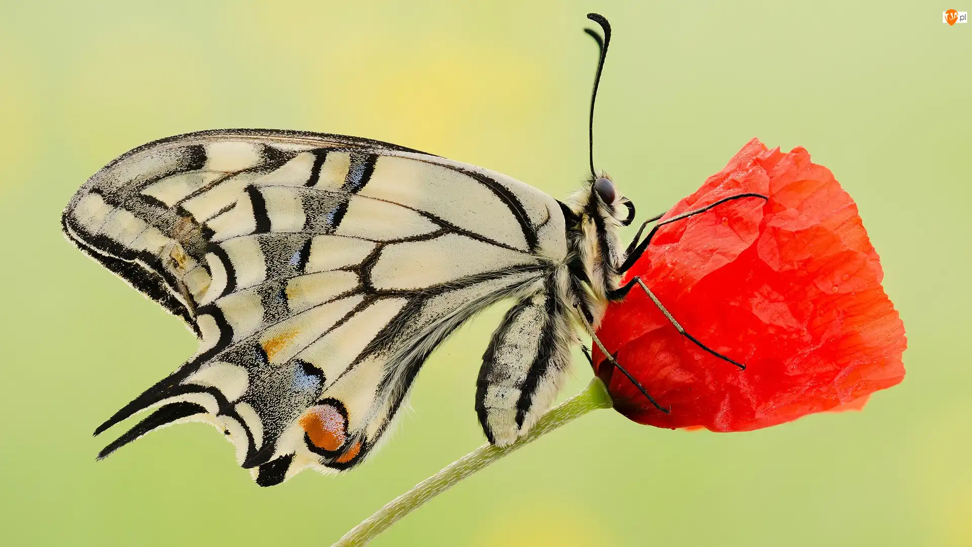 Paź królowej, Motyl, Czerwony, Makro, Kwiat, Mak