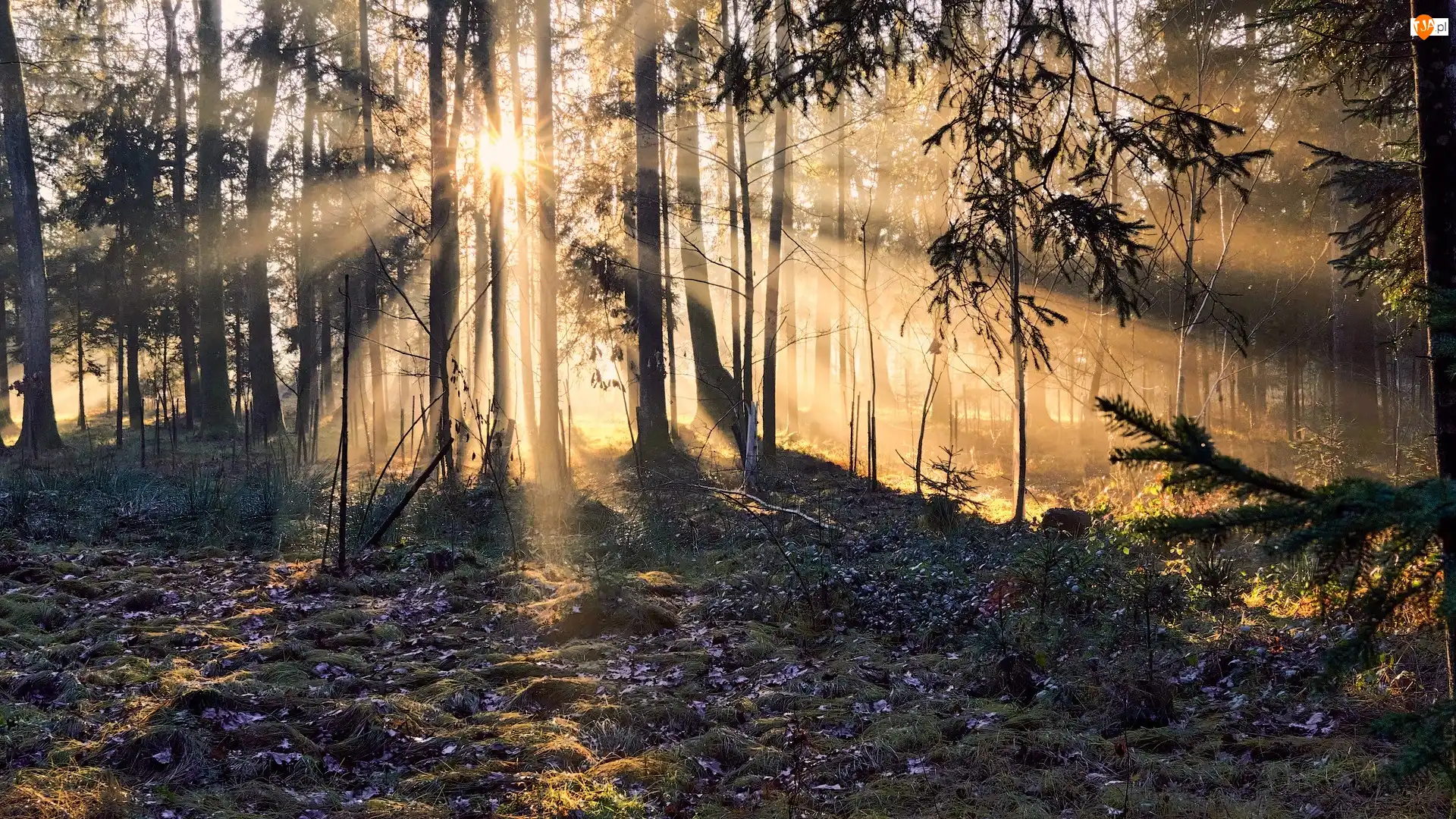 Słońce, Trawa, Przebijające światło, Las, Drzewa