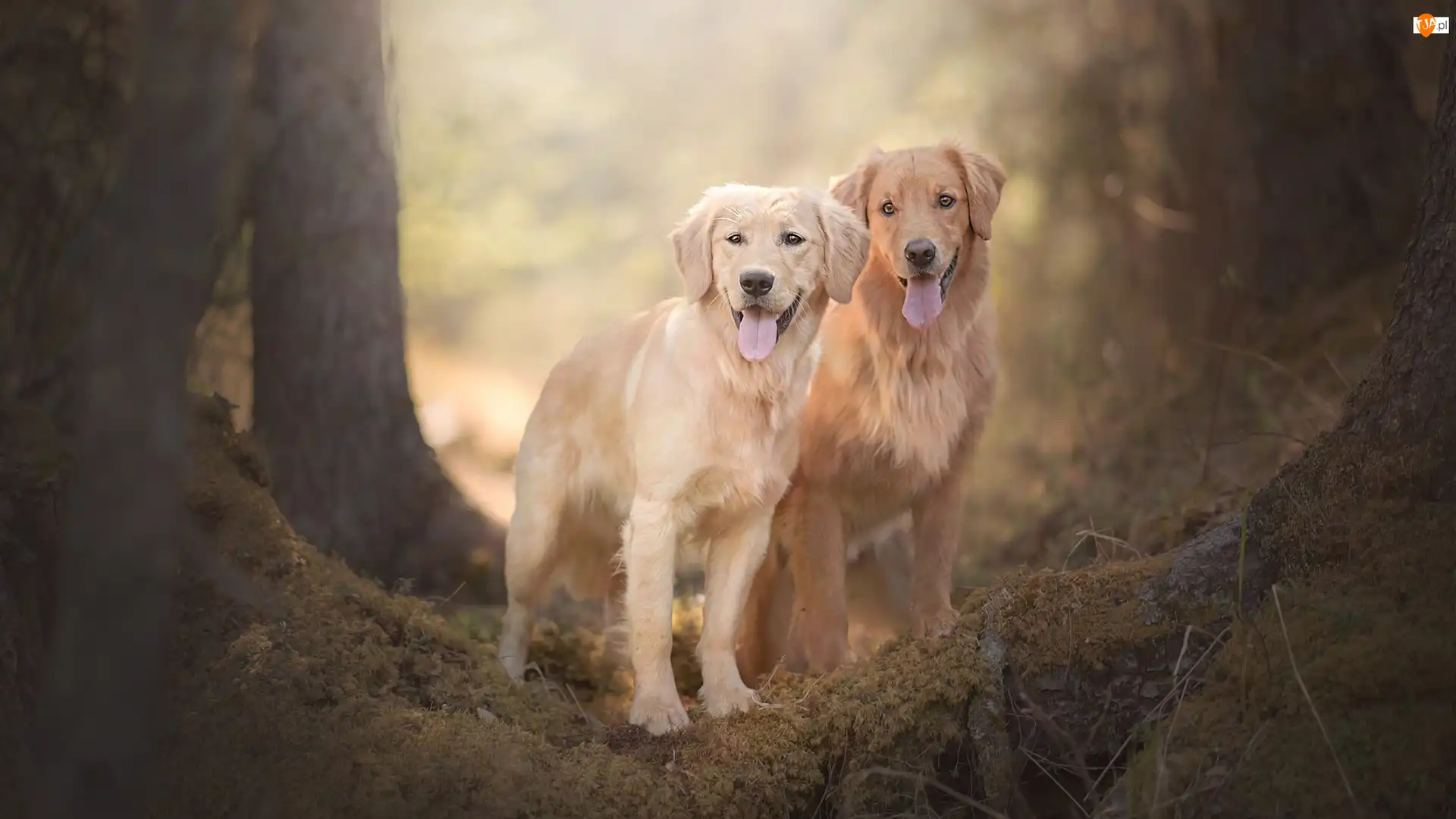 Drzewa, Psy, Golden retriever, Ściółka