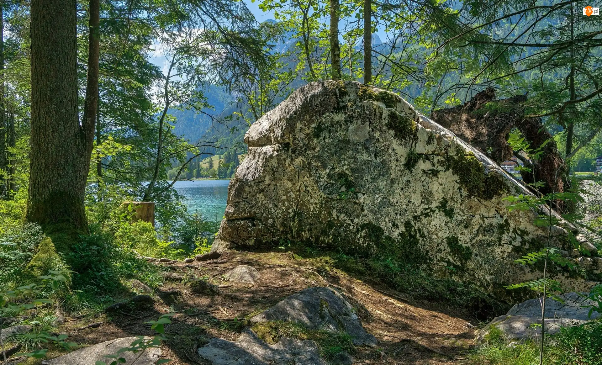 Kamień, Drzewa, Głaz