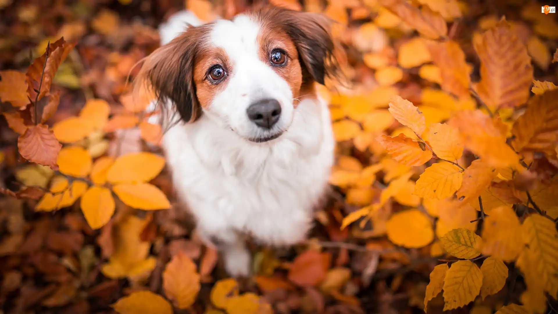 Liście, Pies, Płochacz holenderski, Kooikerhondje
