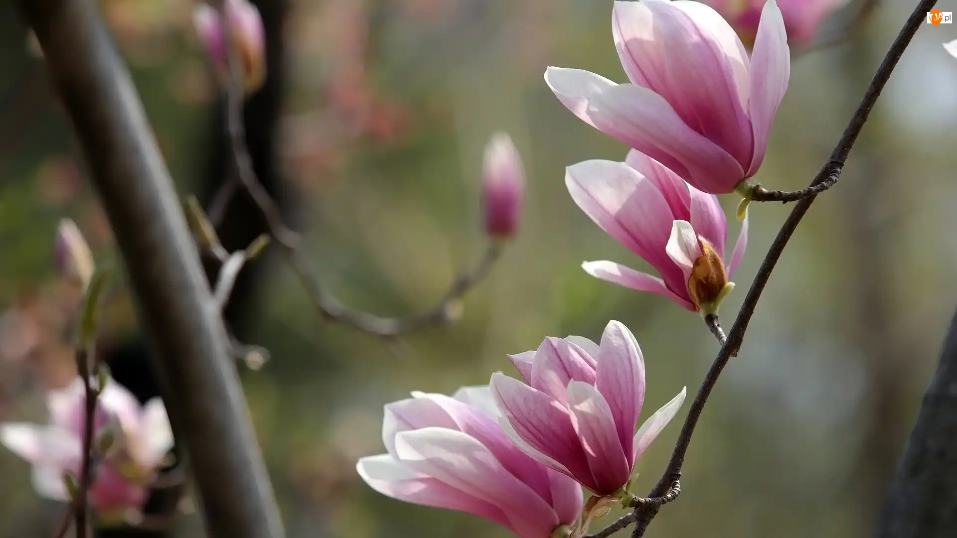 Gałęzie, Różowe, Kwiaty, Magnolie