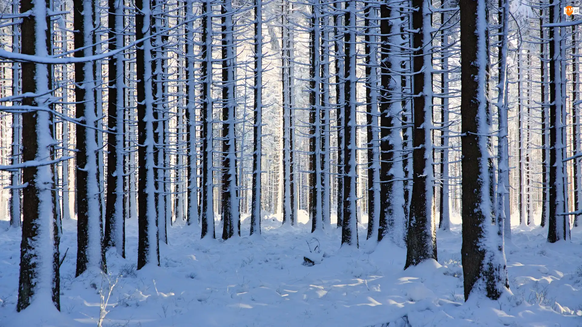 Drzewa, Zima, Ośnieżone, Las, Śnieg