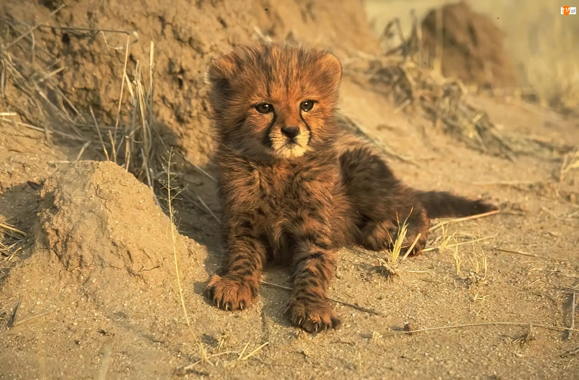 Gepard, Mały