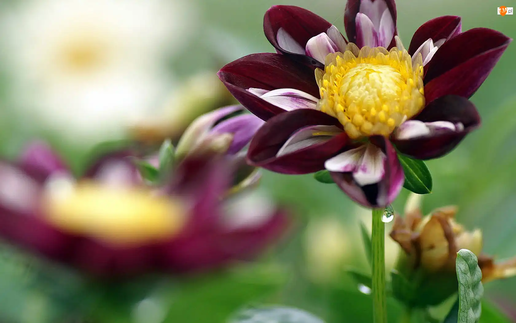 Dalia, Bordowa