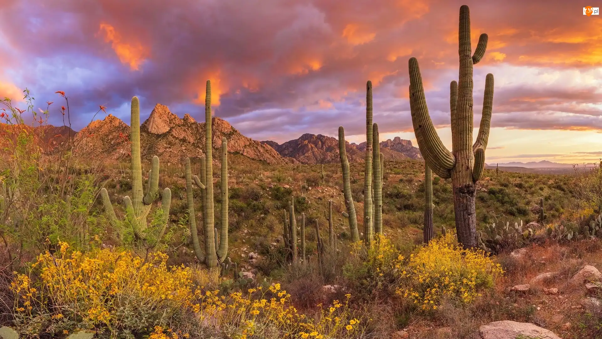 Park Stanowy Catalina, Góry, Chmury, Stany Zjednoczone, Roślinność, Kaktusy, Santa Catalina Mountains