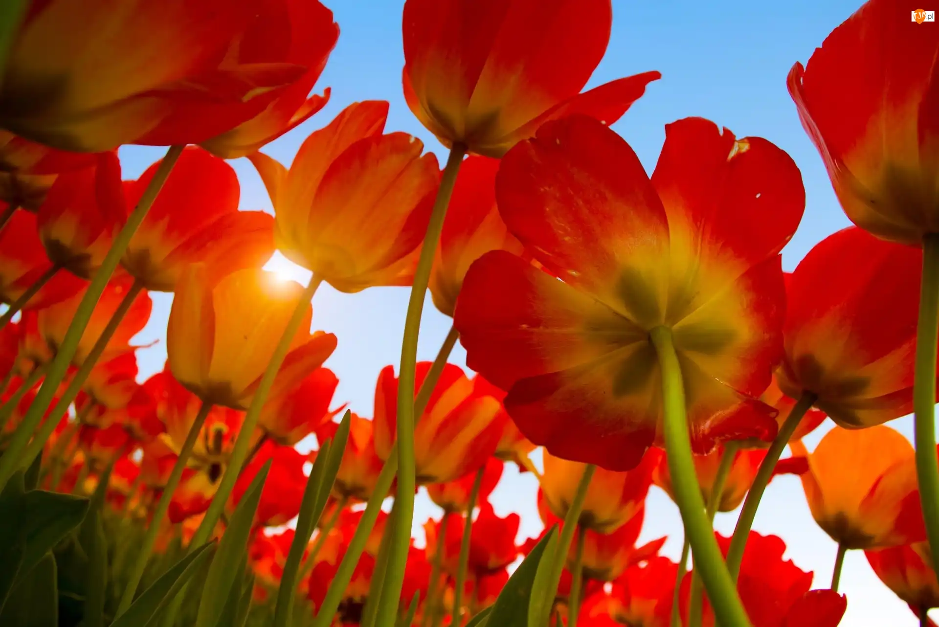 Słońca, Tulipany, Promienie